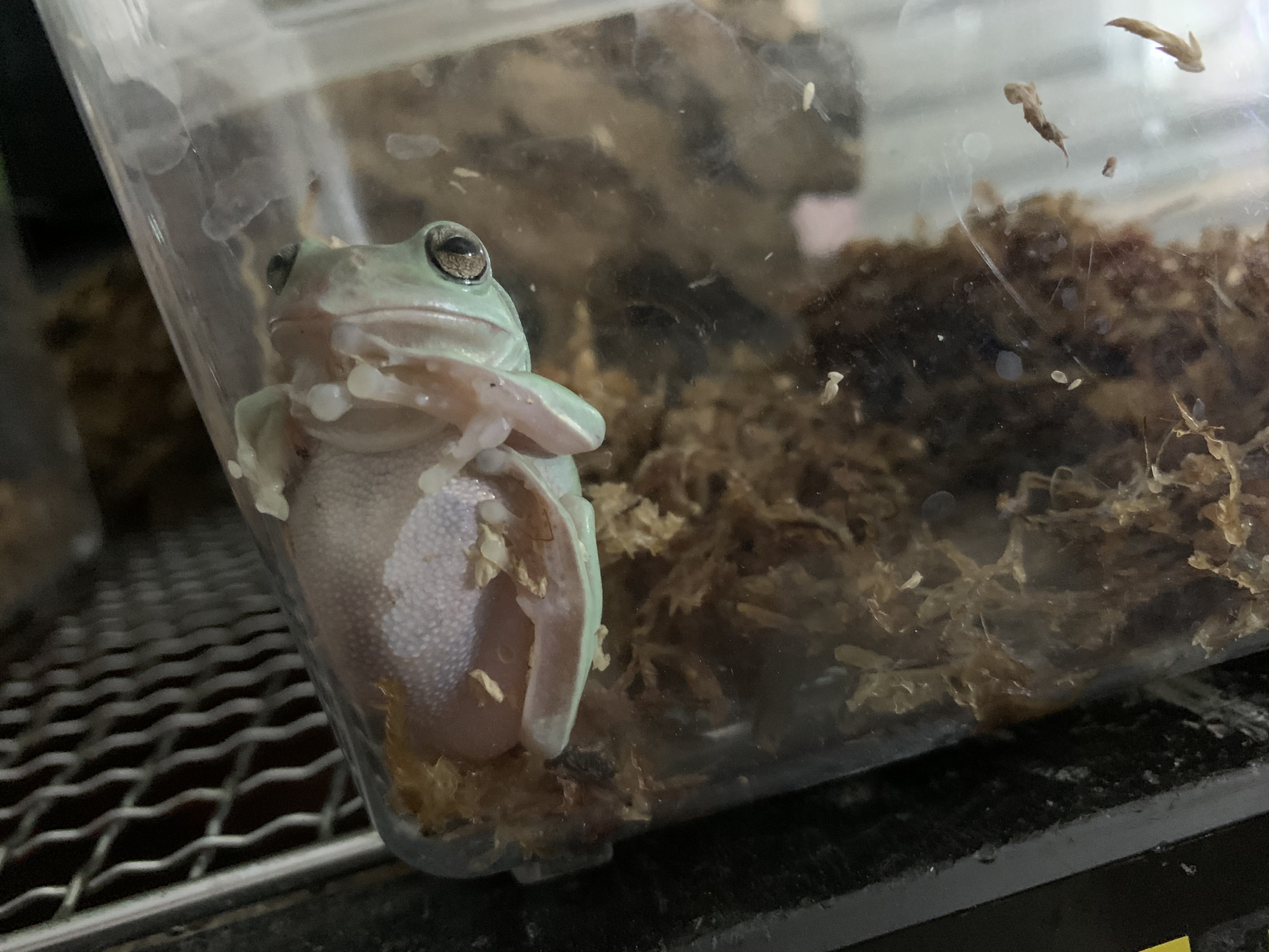 イエアメガエル