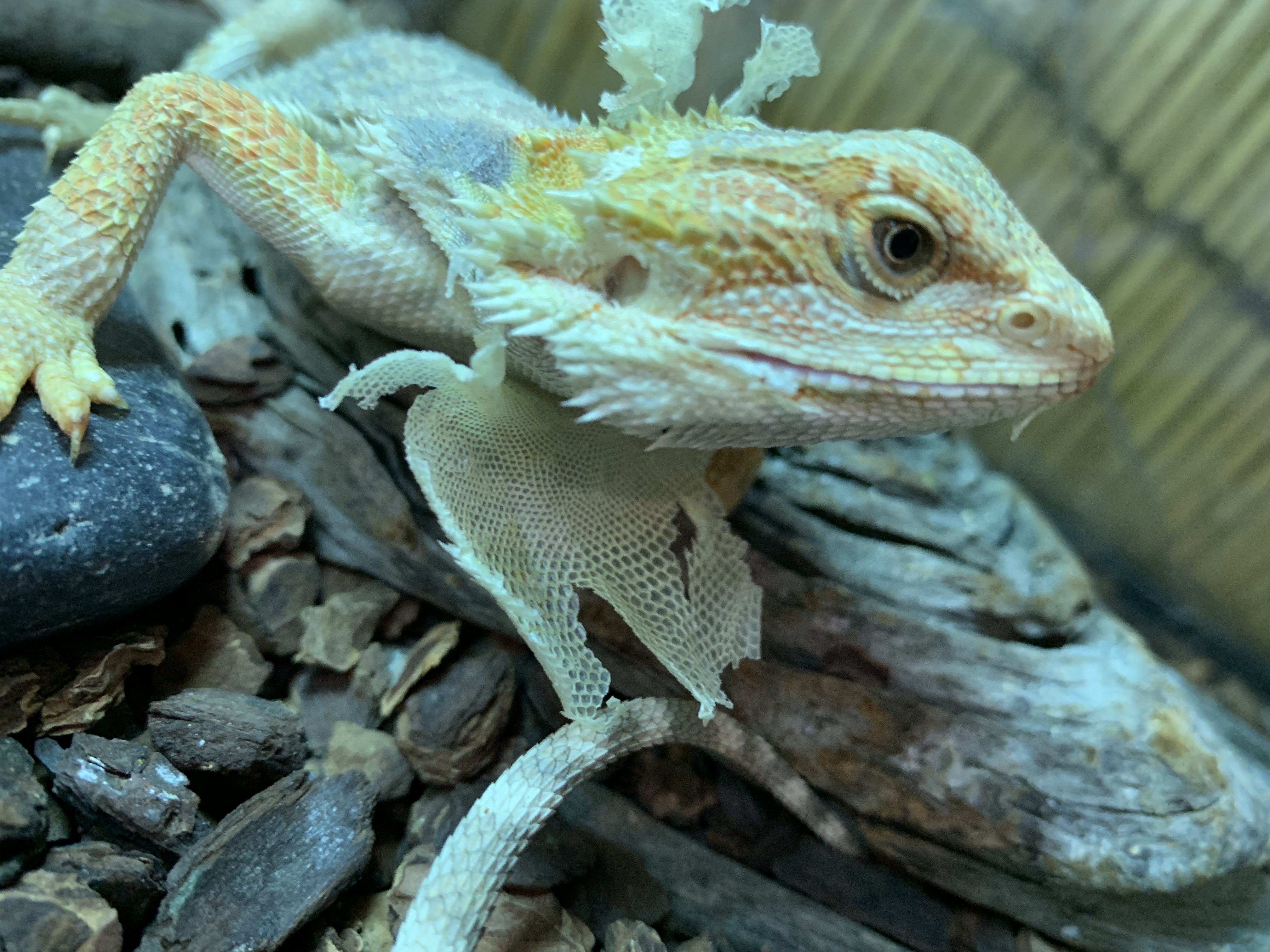 フトアゴヒゲトカゲ