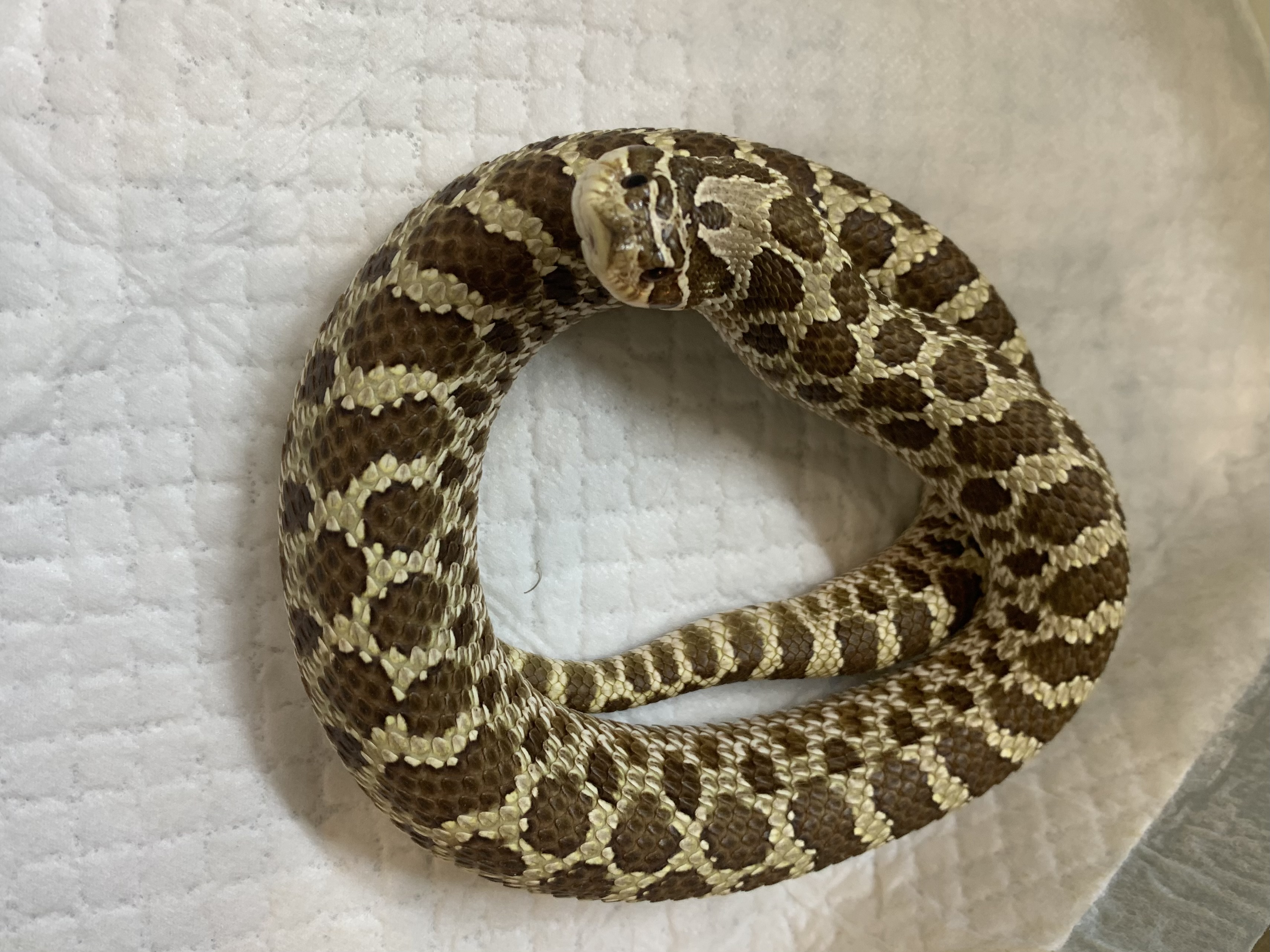 シシバナ