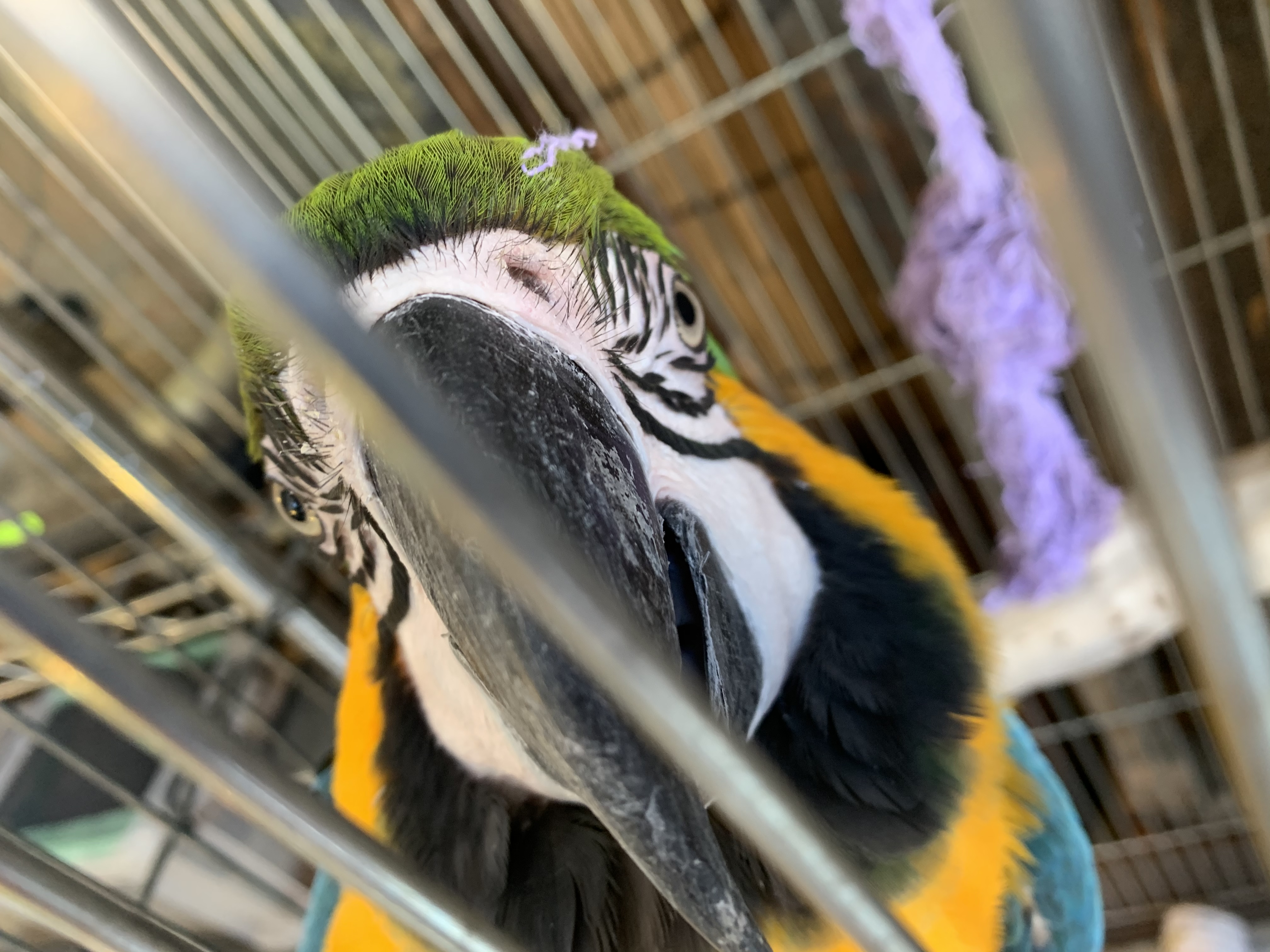 ルリコンゴウインコ