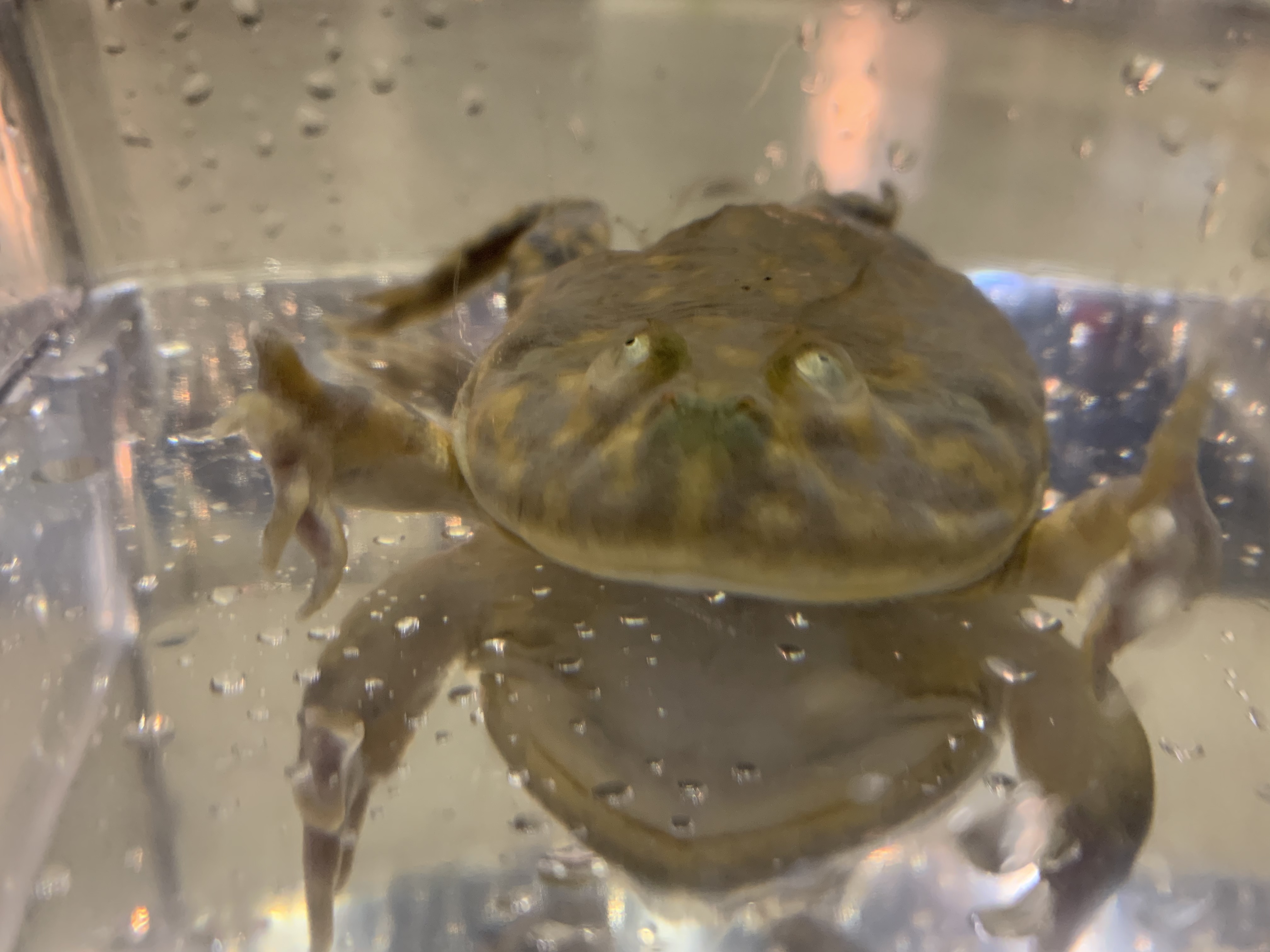 バジェットガエル