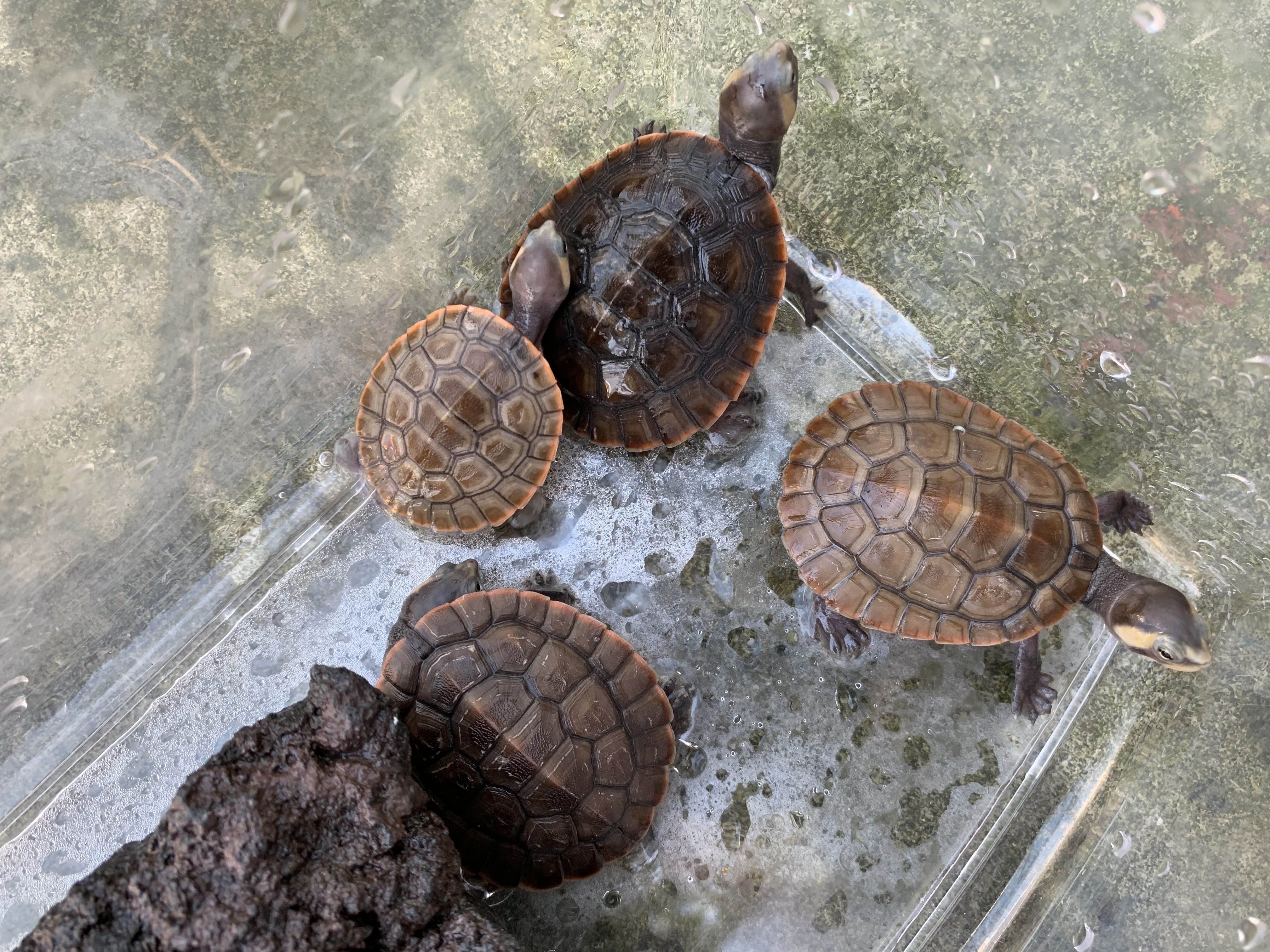 ニシキマゲクビガメ