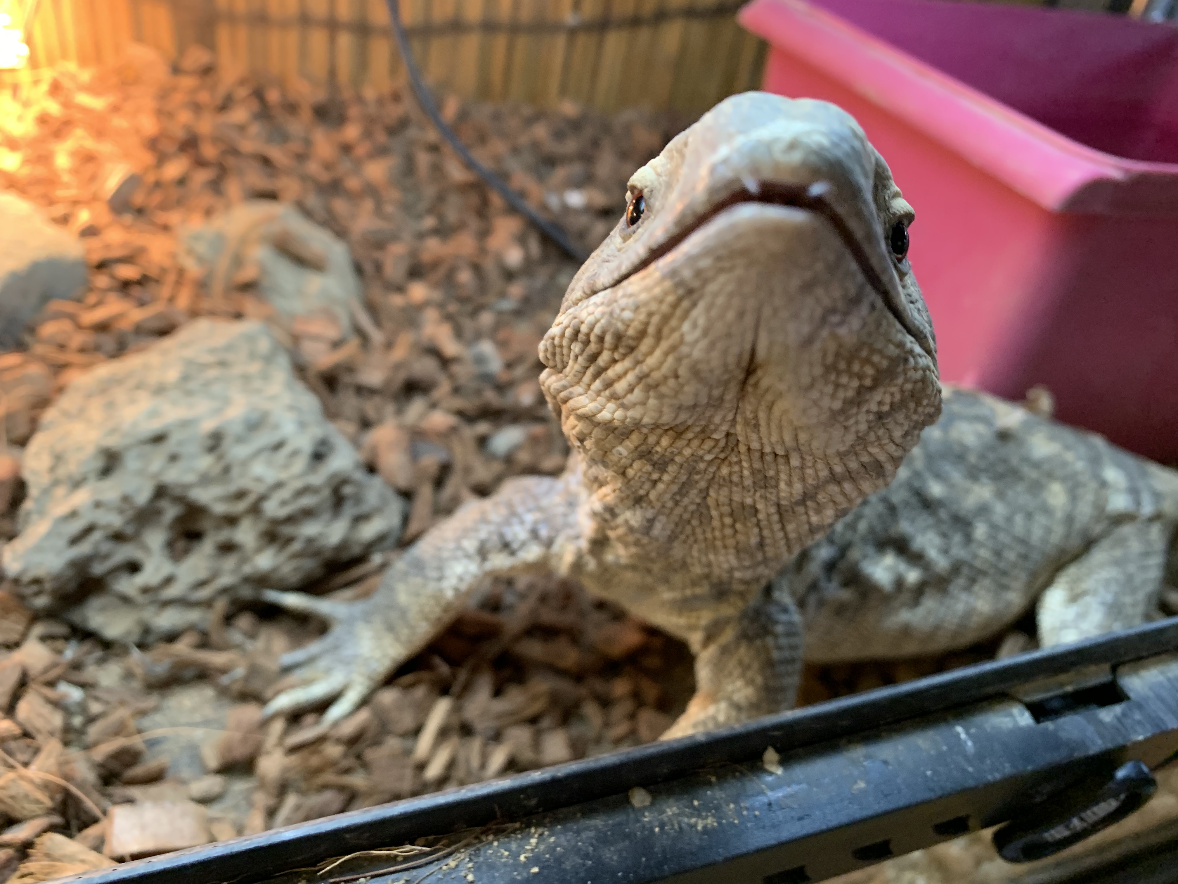 サバンナモニター