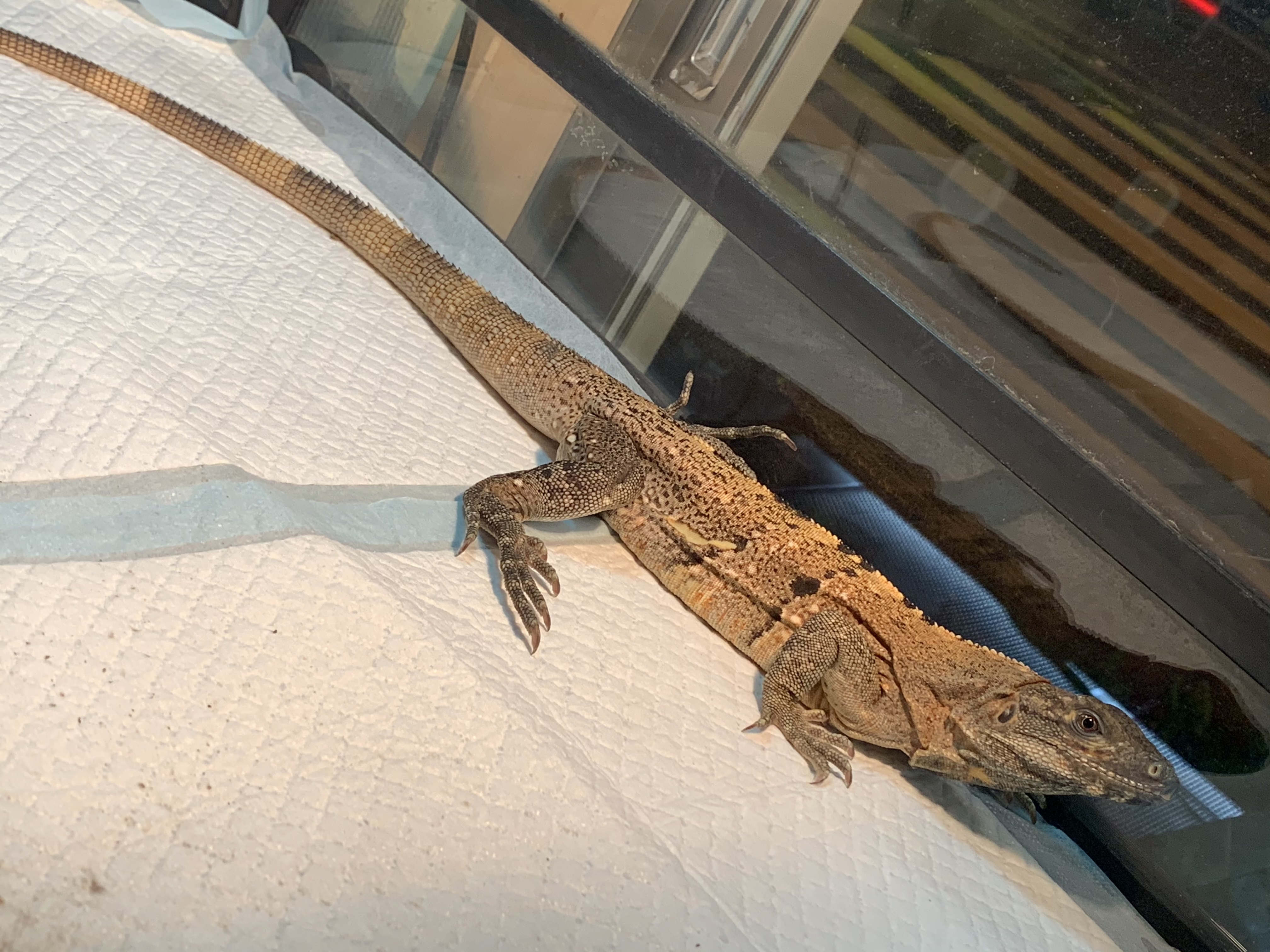 ツナギトゲオイグアナ