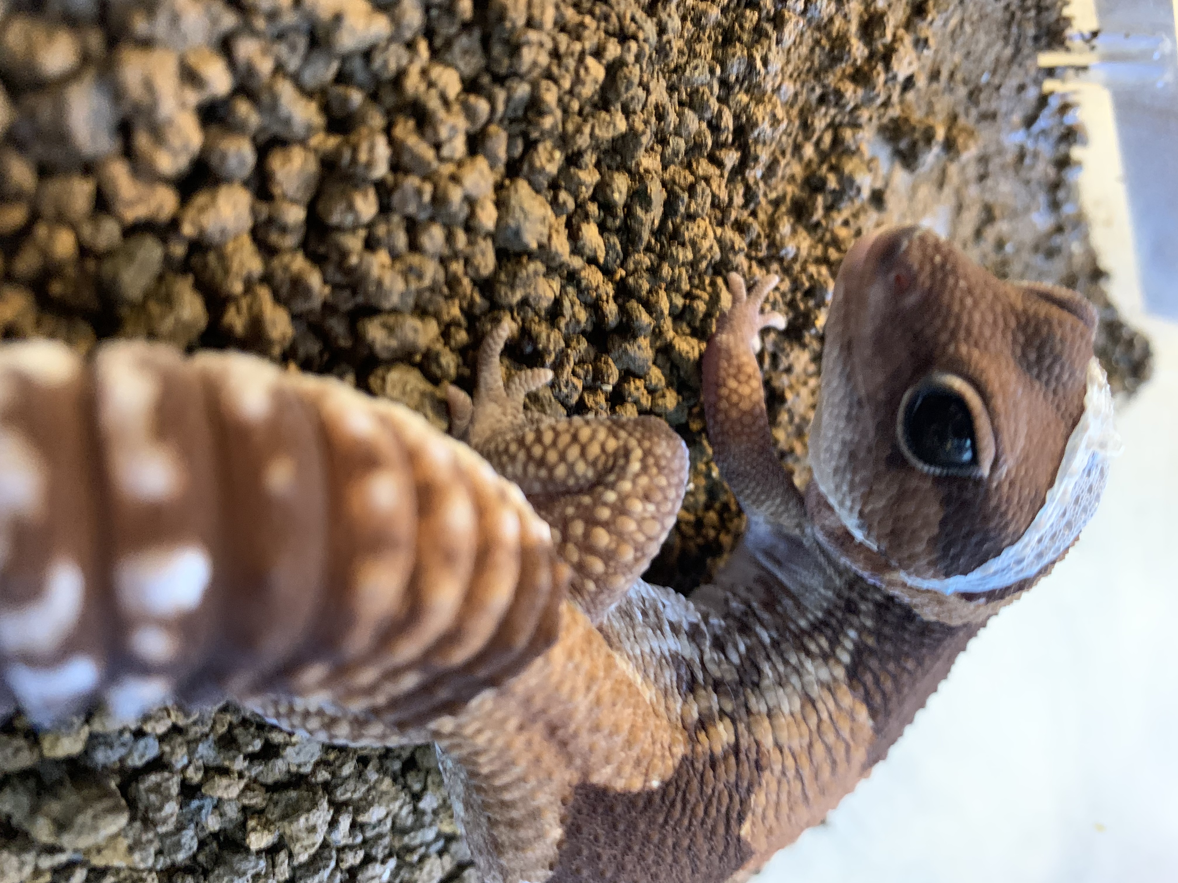 ニシアフリカトカゲモドキ