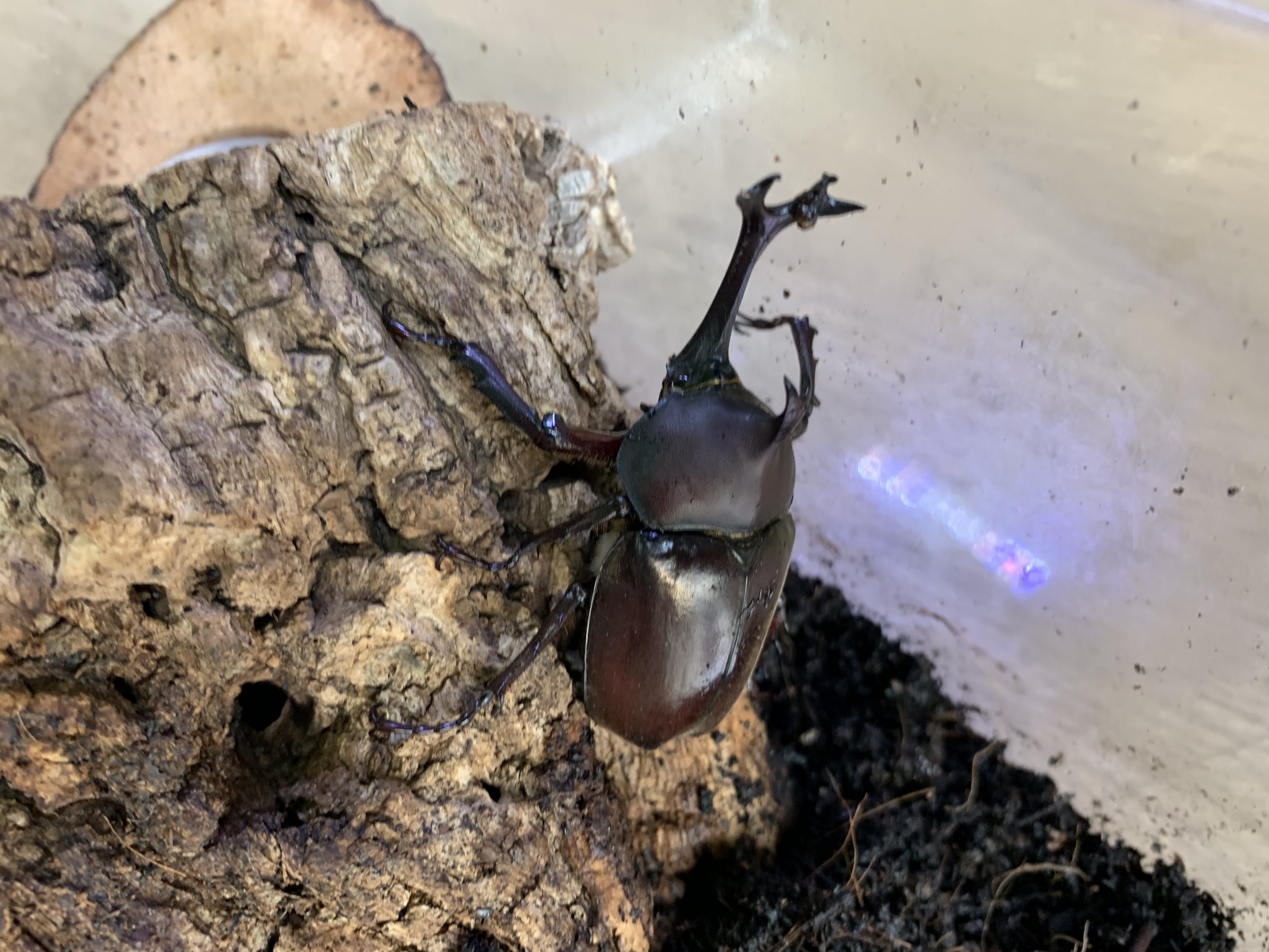 カブトムシ