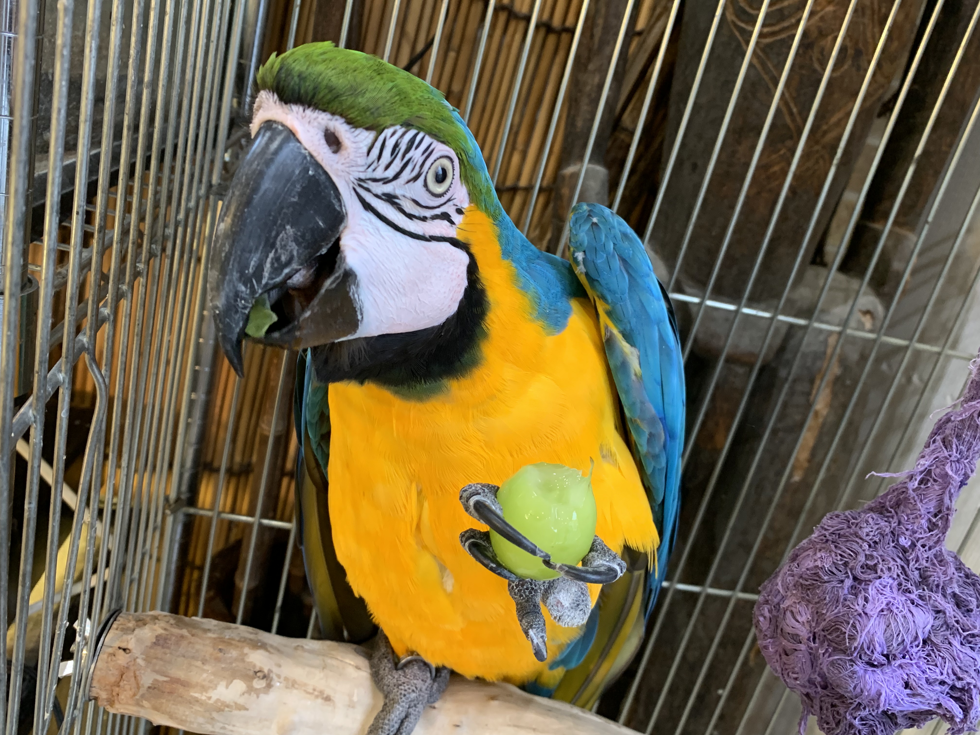 ルリコンゴウインコ