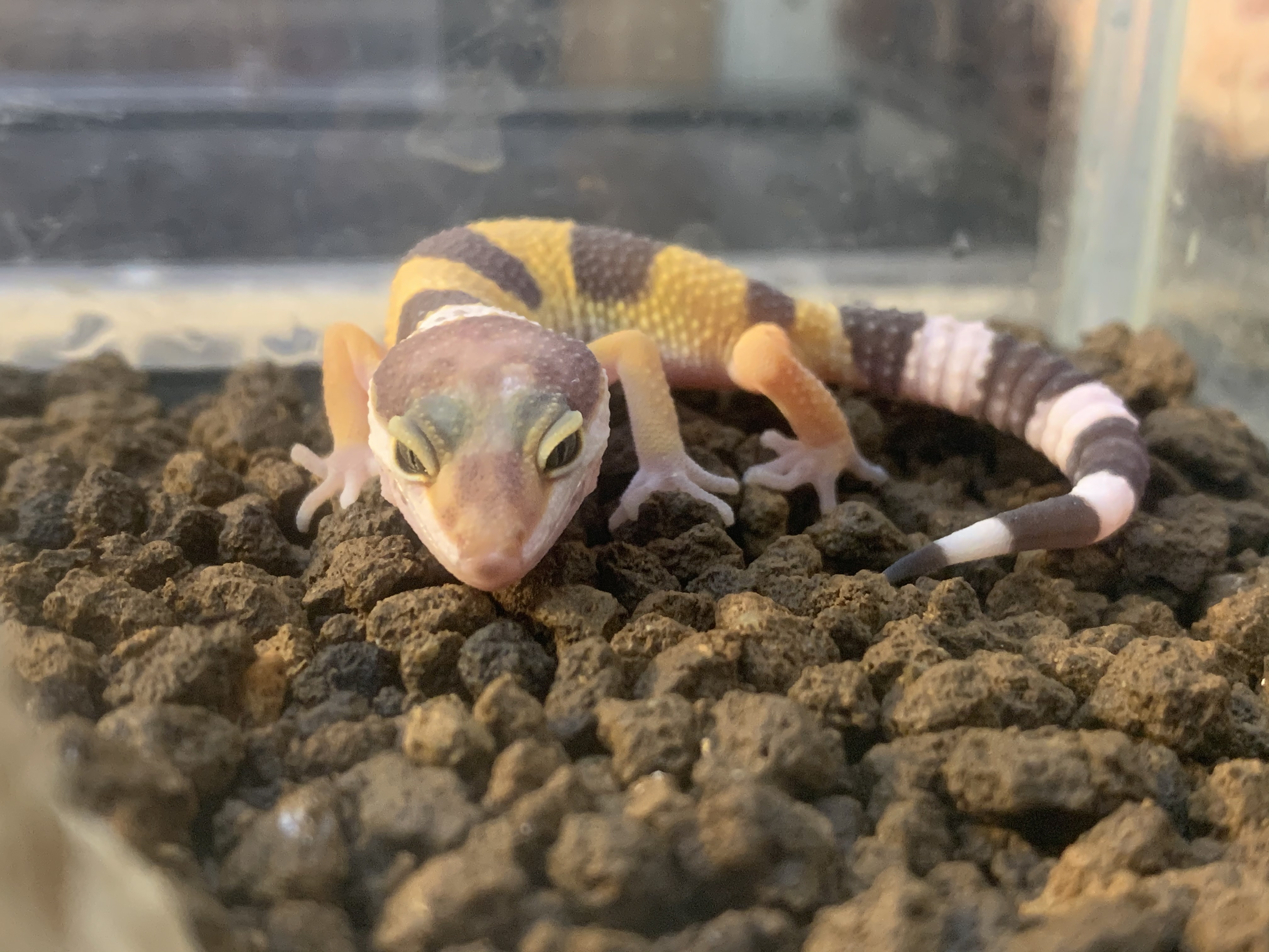 ヒョウモントカゲモドキ