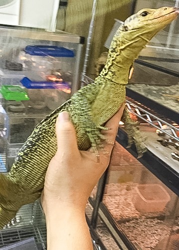 イエローヘッドモニター