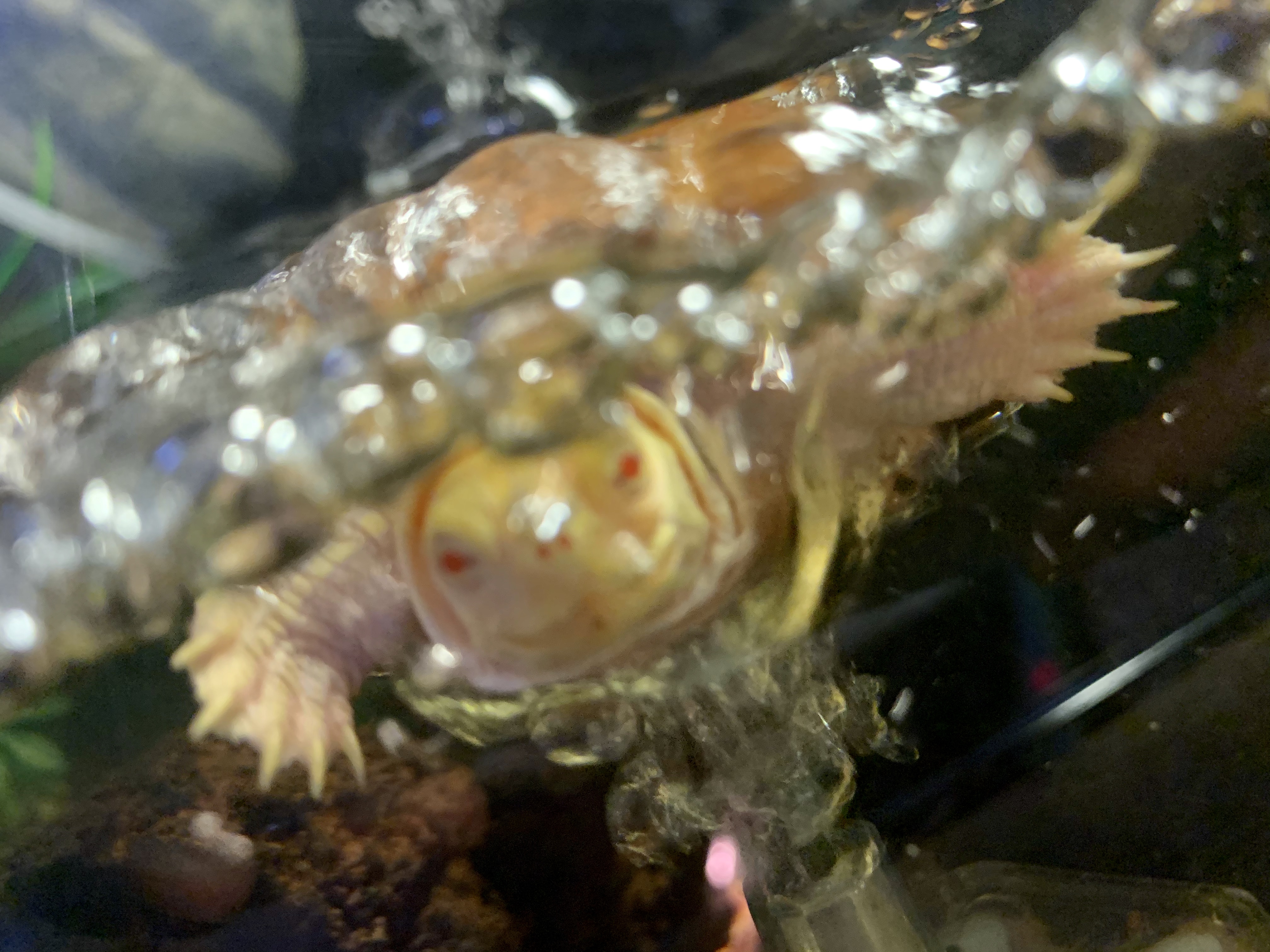 アルビノミドリガメ