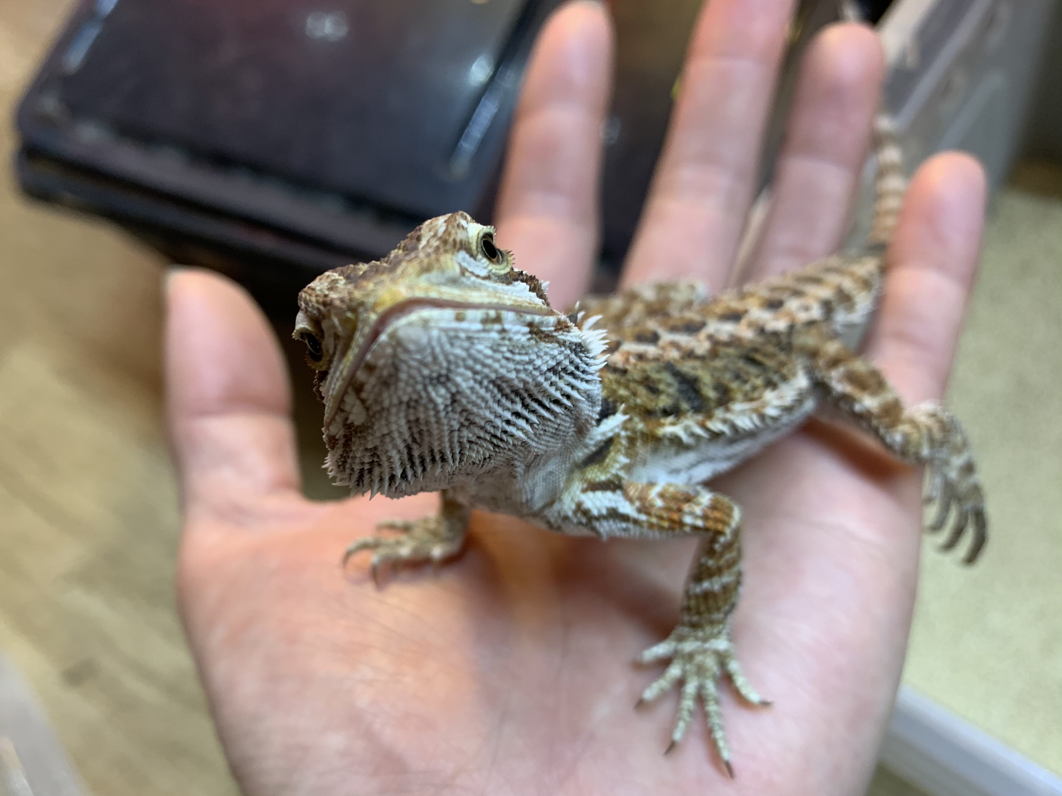 フトアゴ