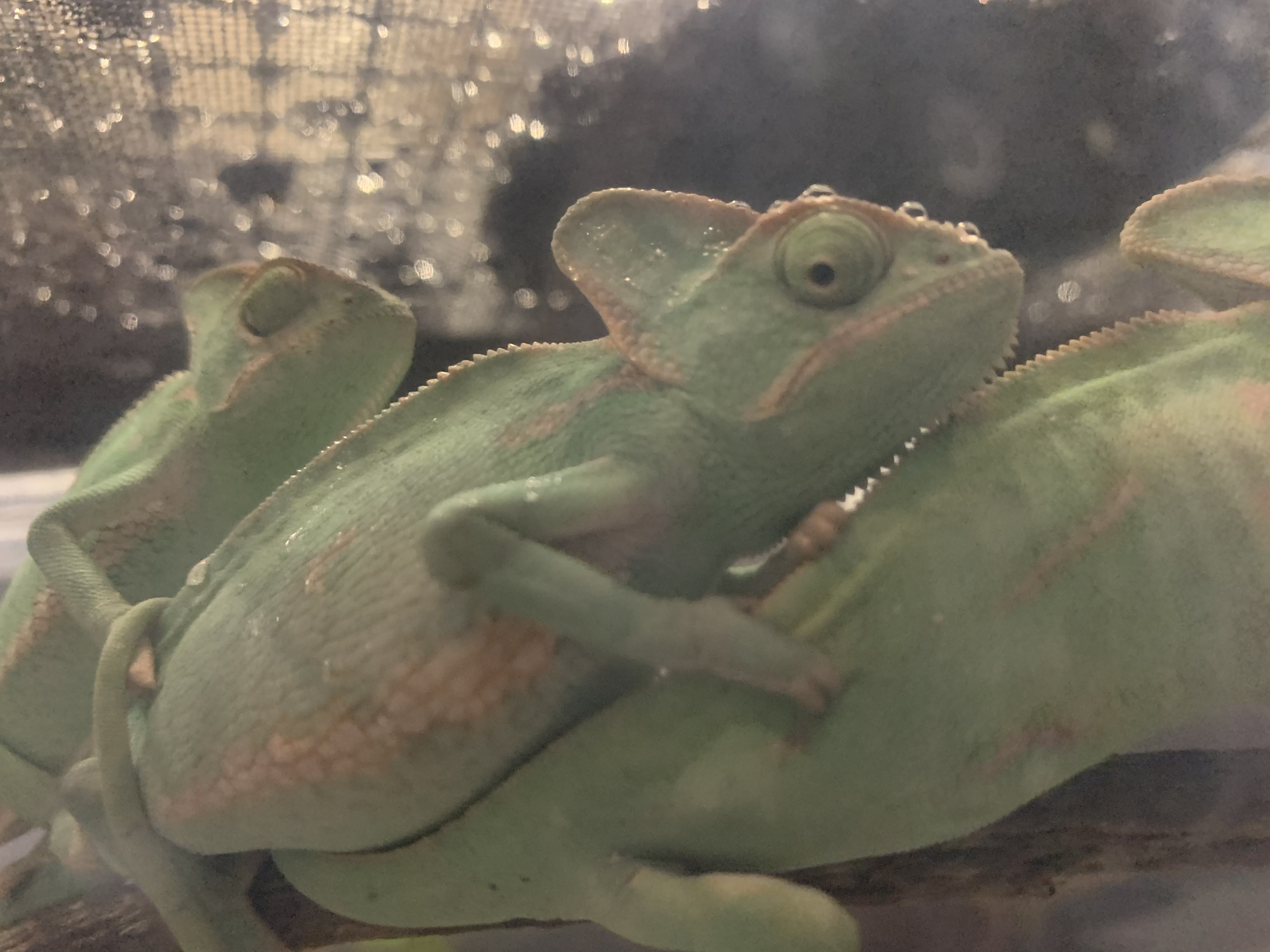 エボシカメレオン