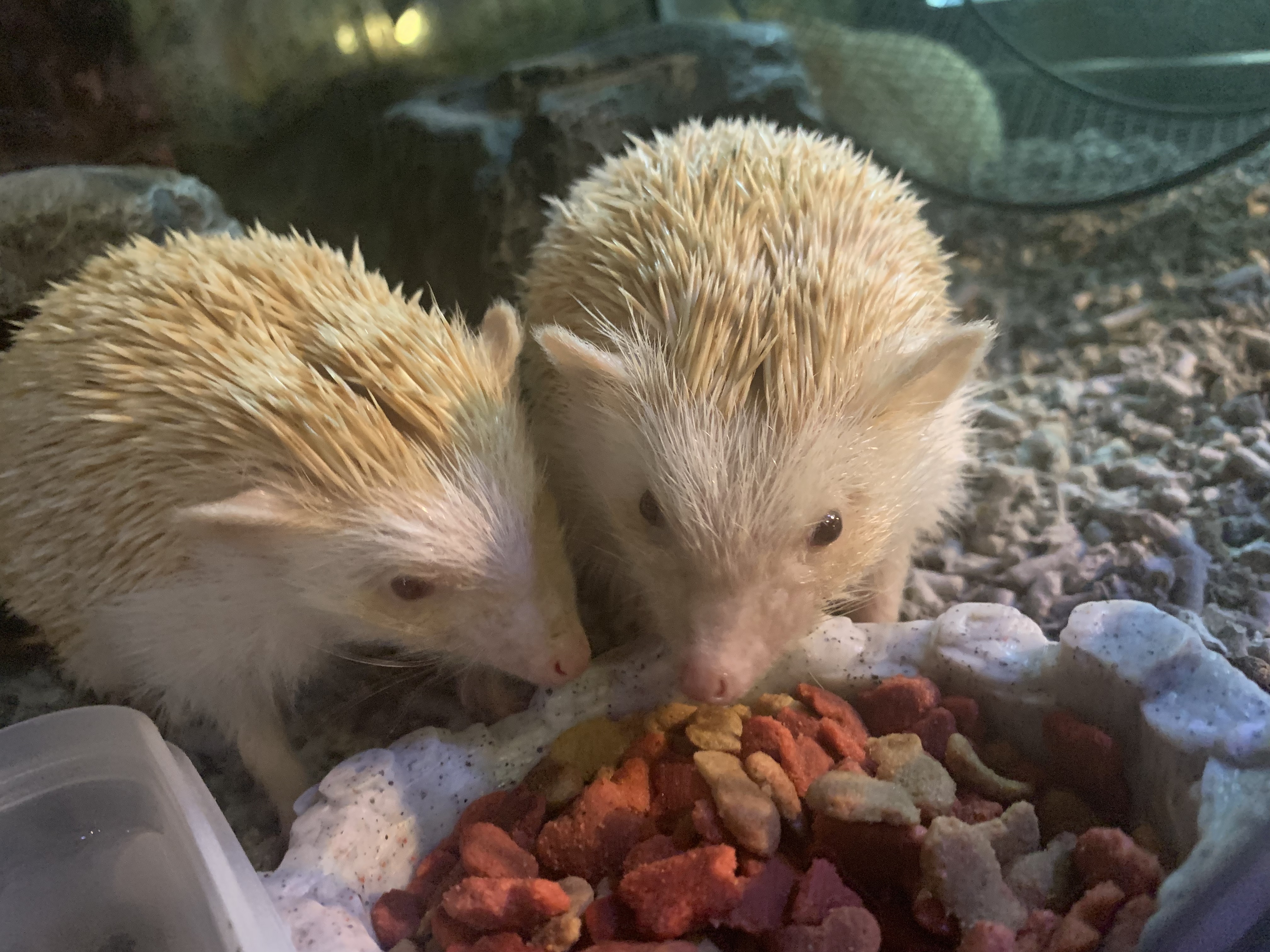 ヨツユビハリネズミ