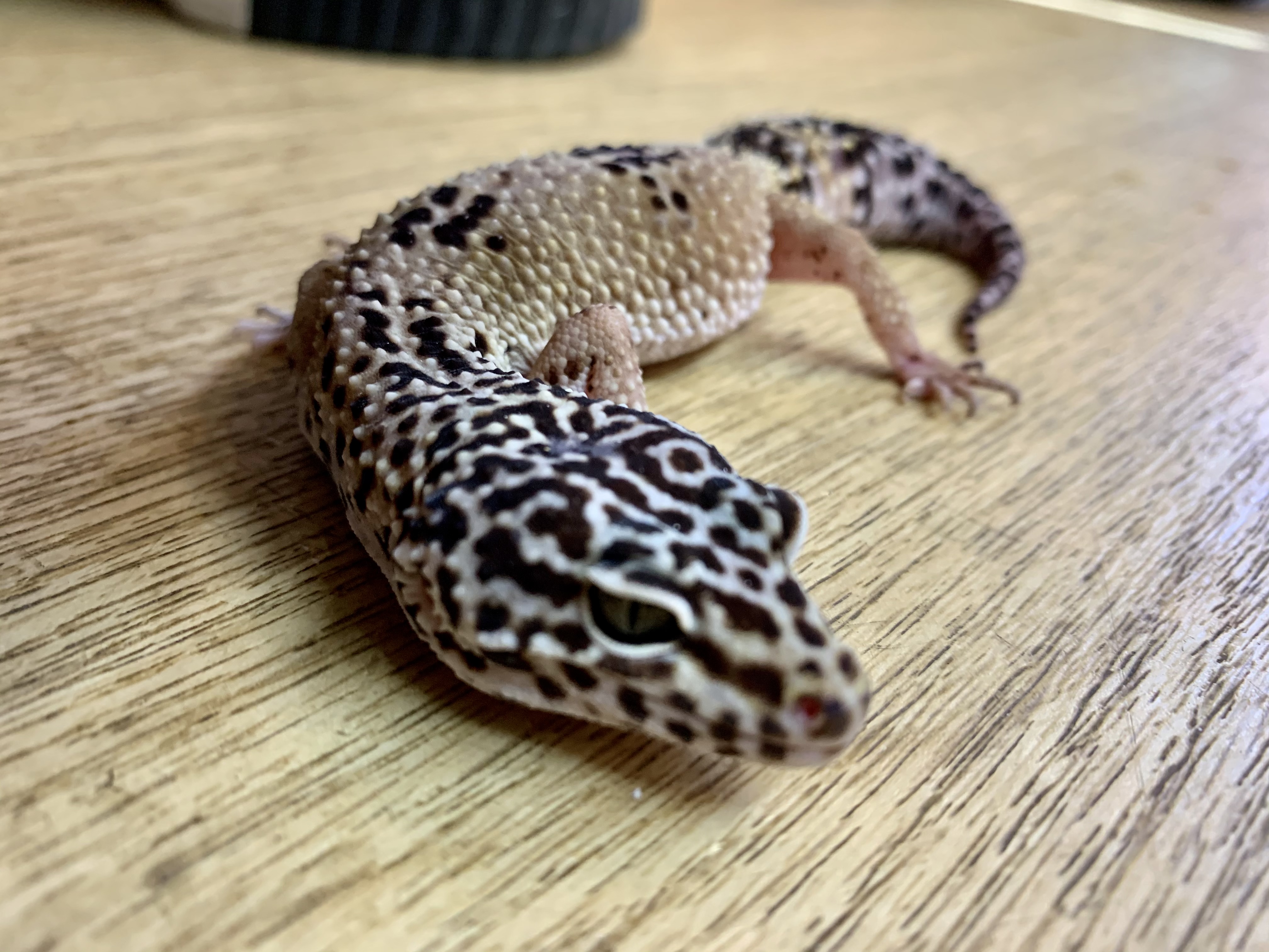 ヒョウモントカゲモドキ