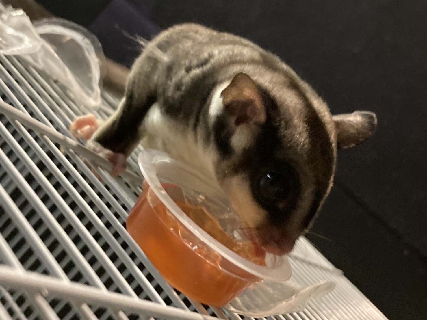 フクロモモンガ