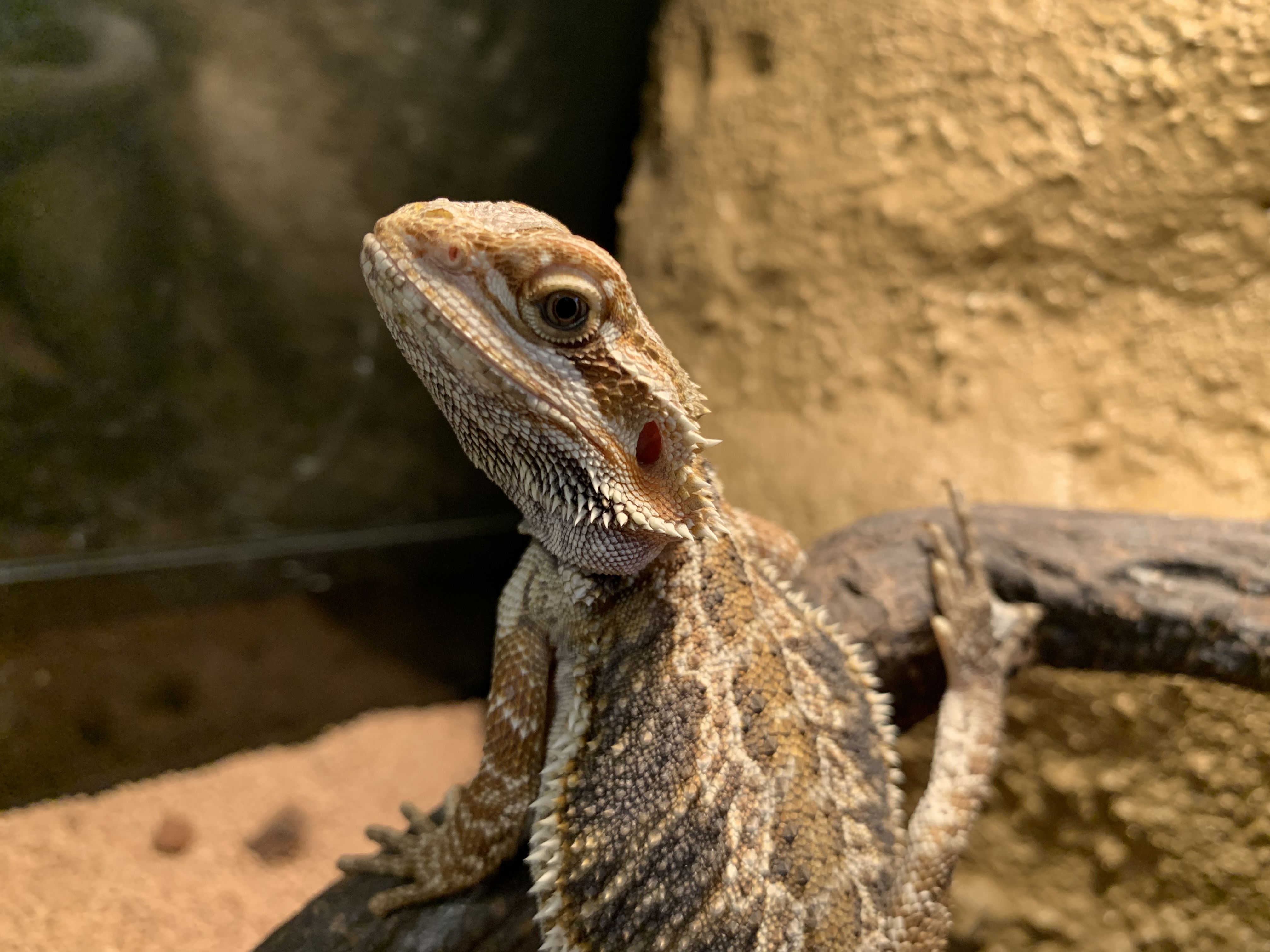 フトアゴ
