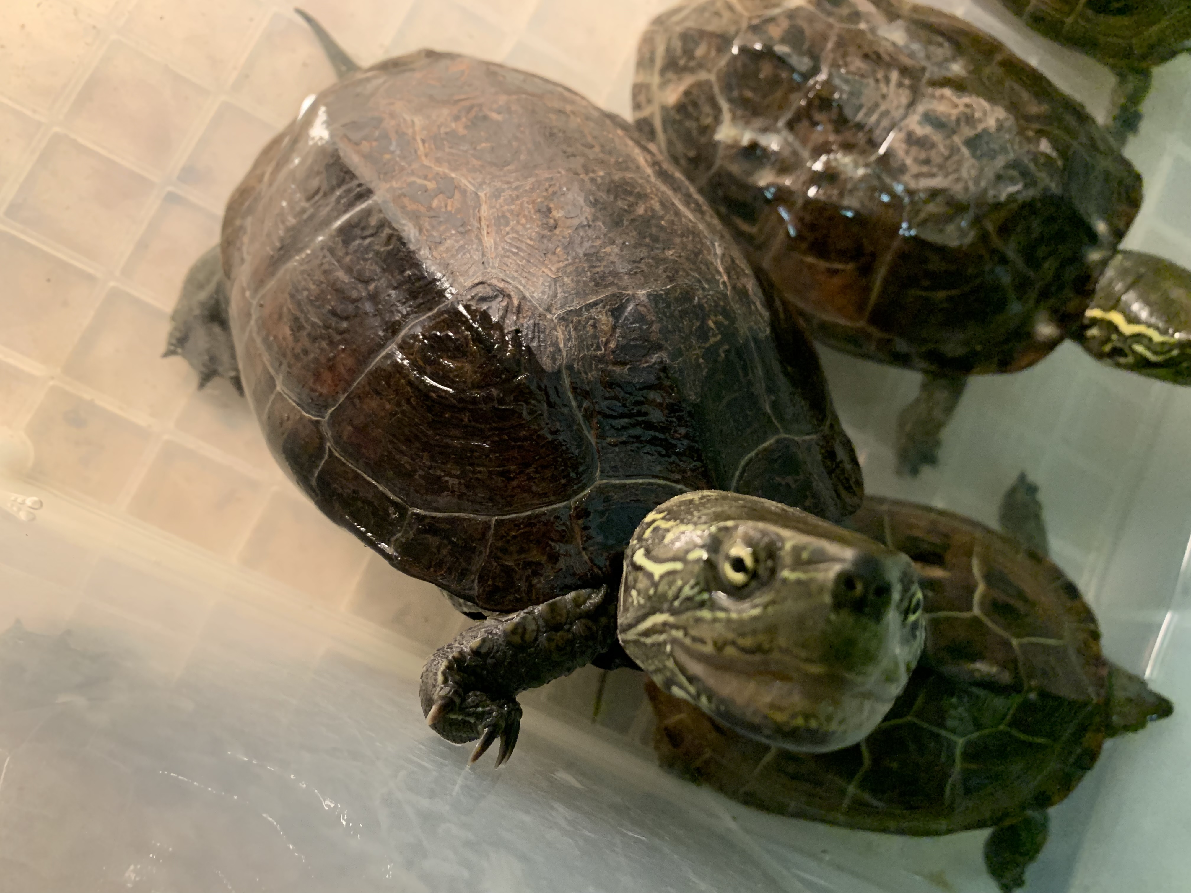 クサガメ