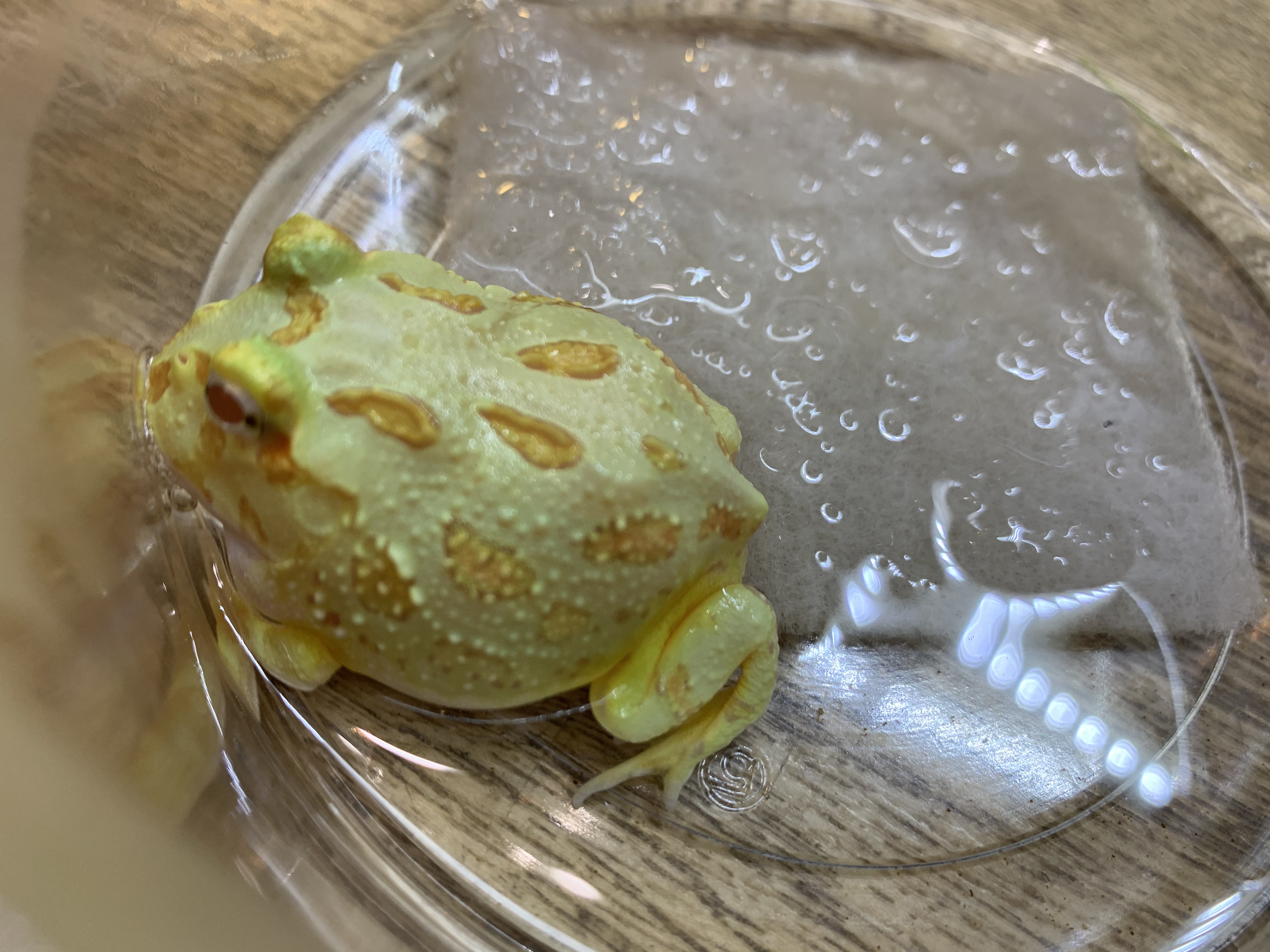 クランウェルツノガエル 