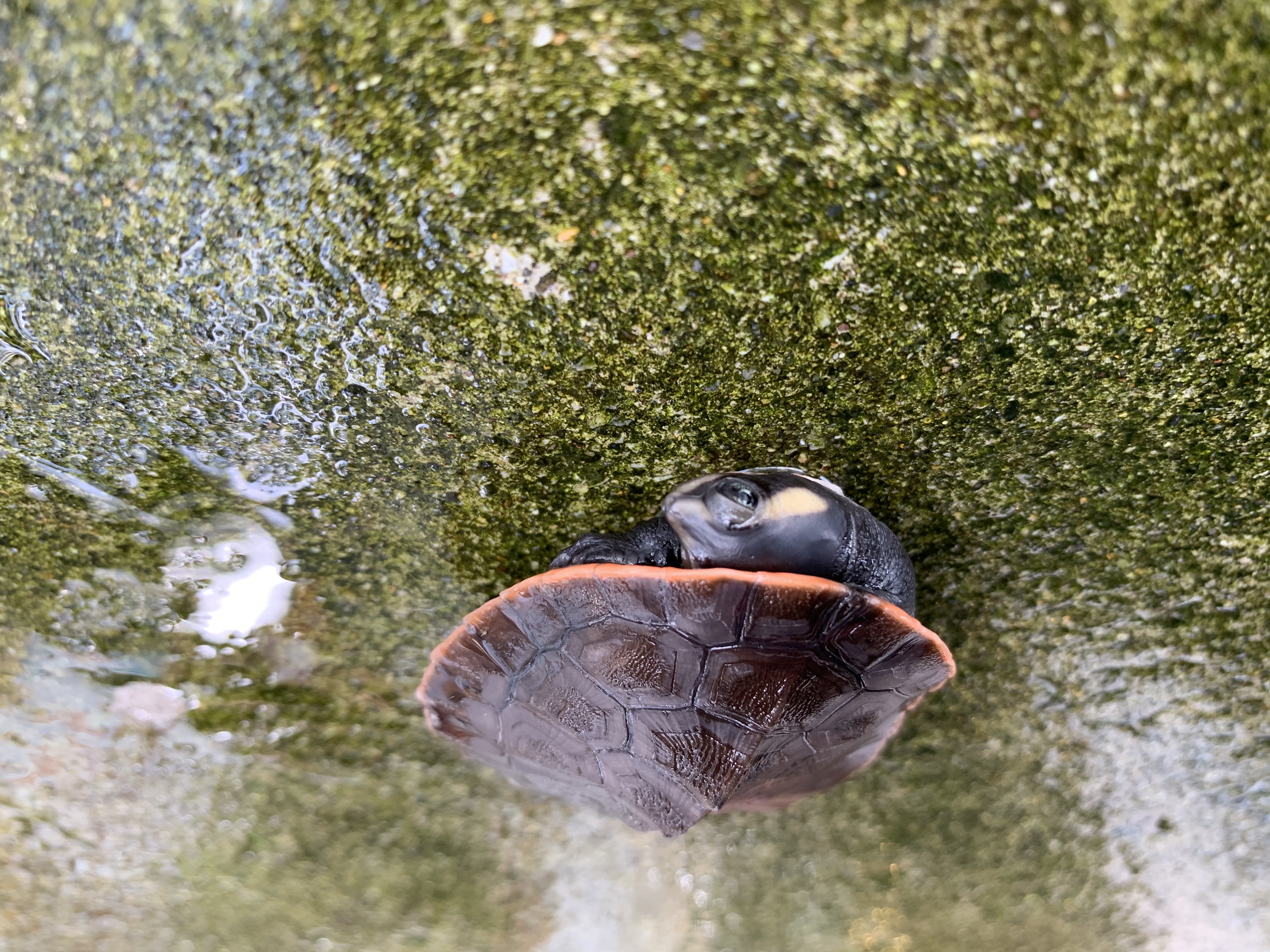 ニシキマゲクビガメ