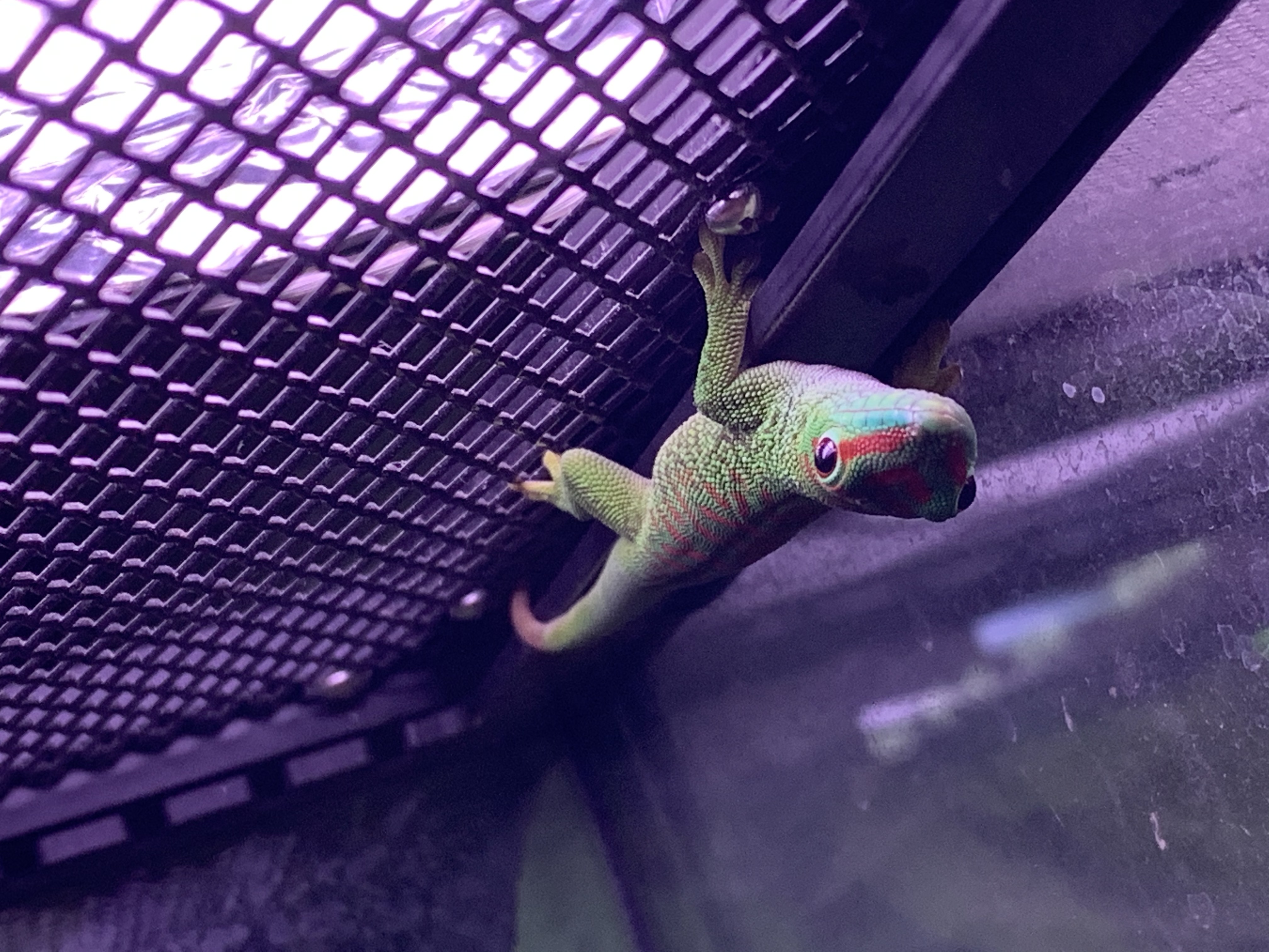 グランディスヒルヤモリ