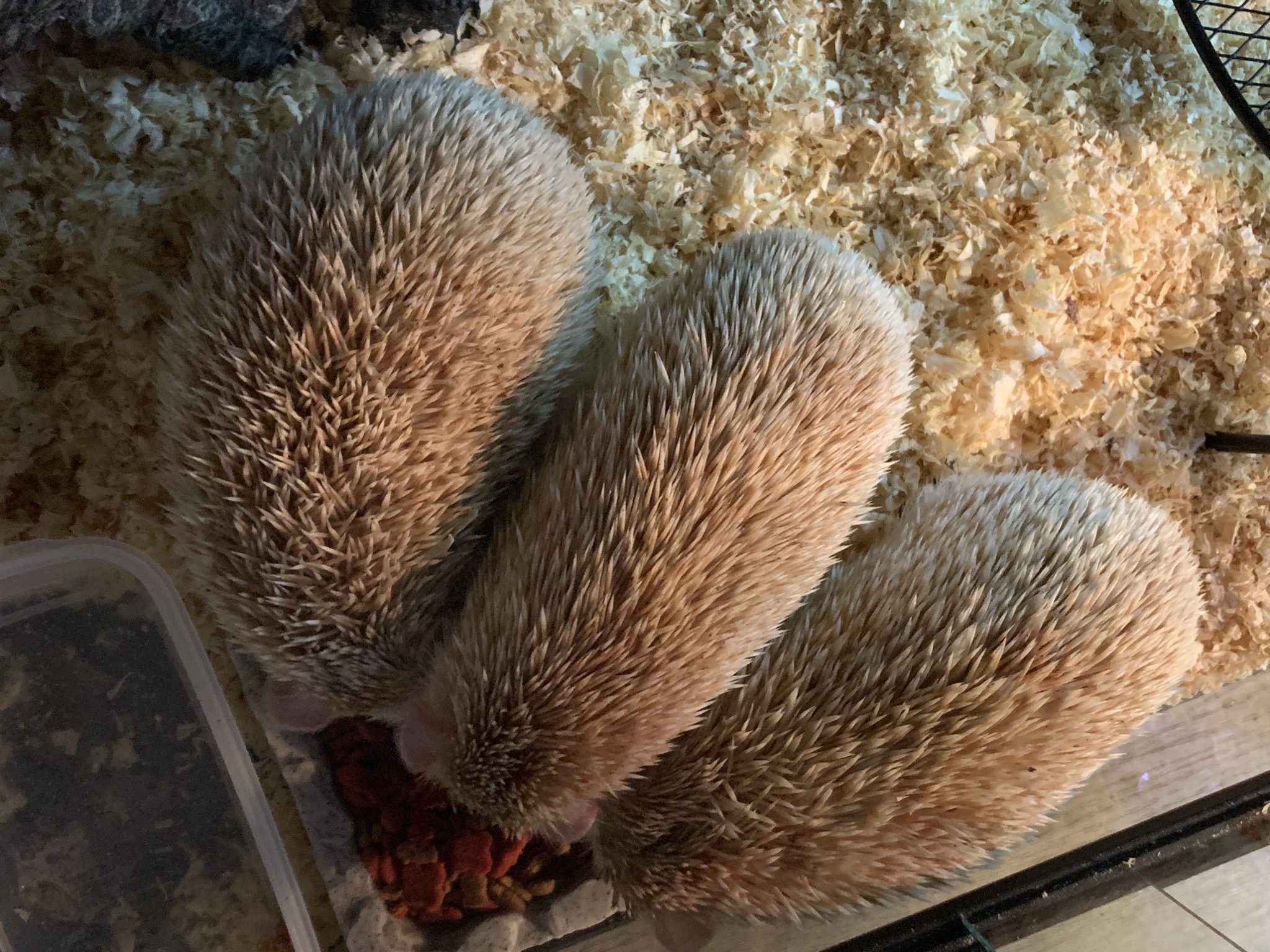 ハリネズミ