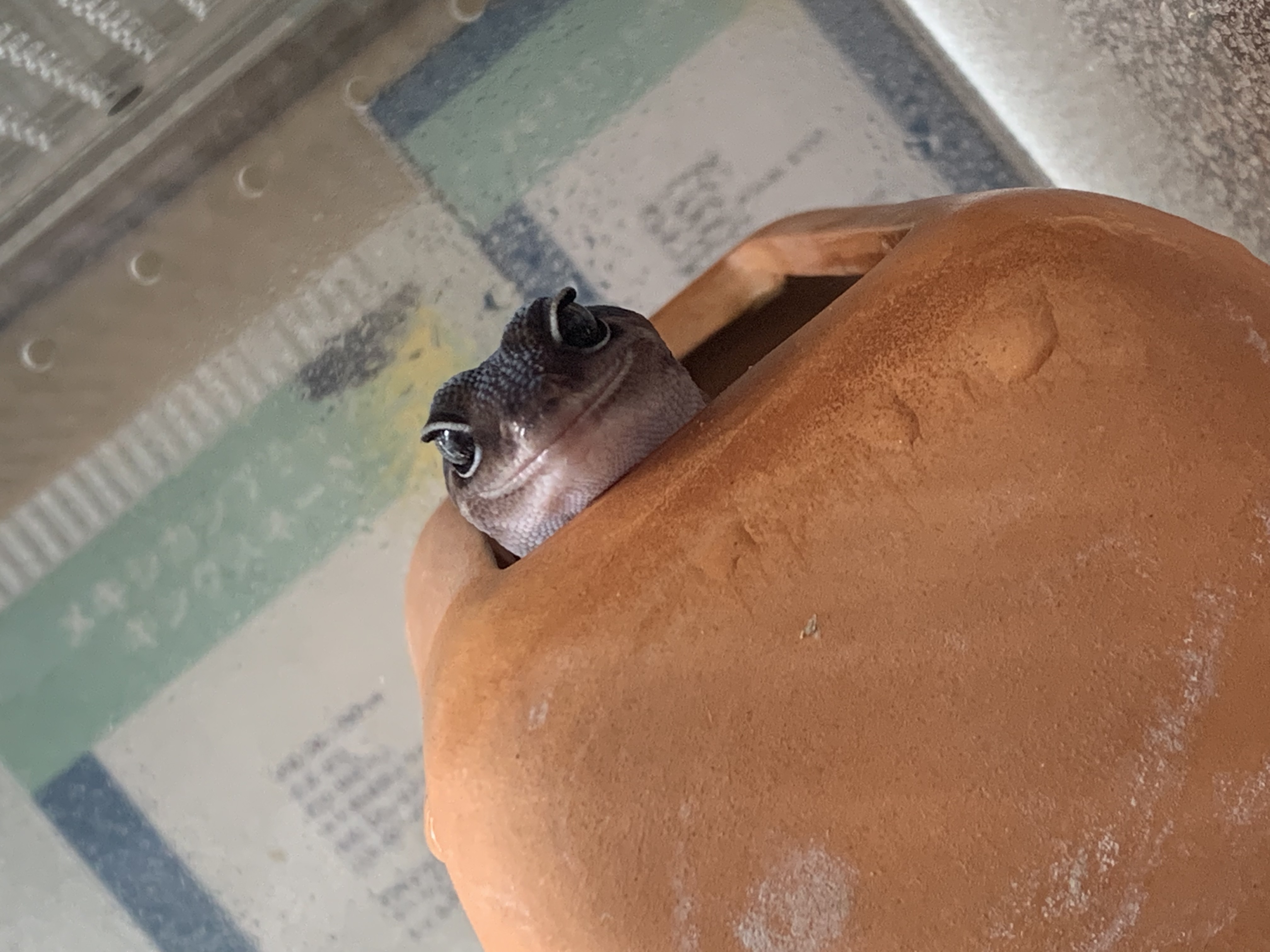 ニシアフリカトカゲモドキ