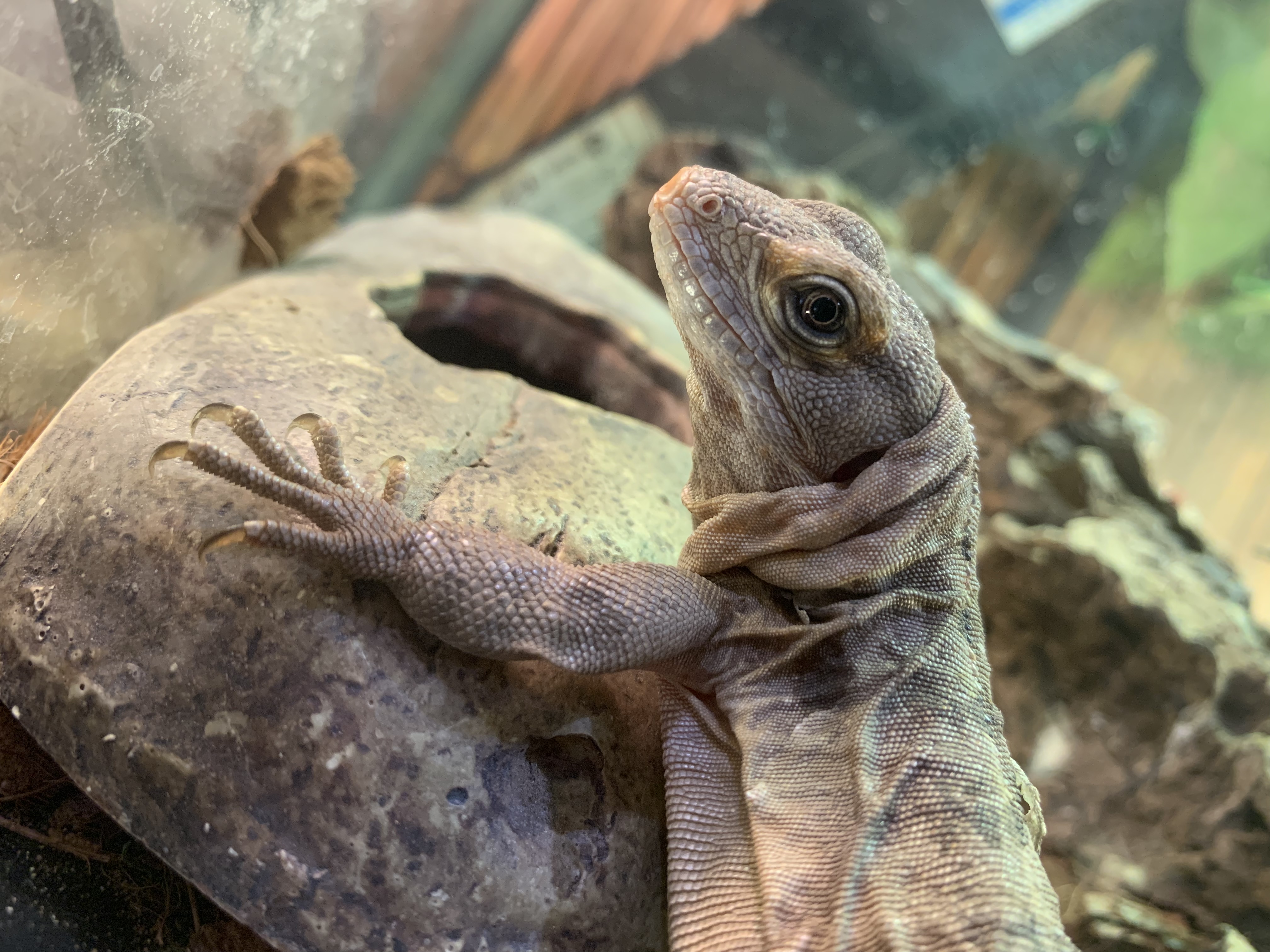 キマダラトゲオイグアナ