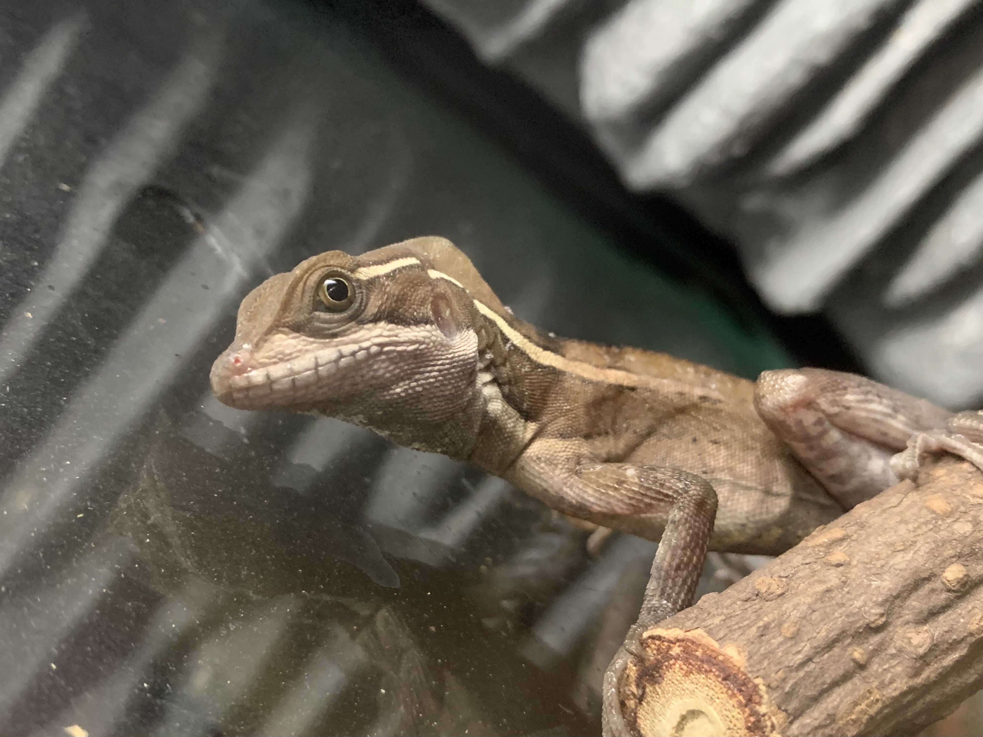 ノギハラバシリスク