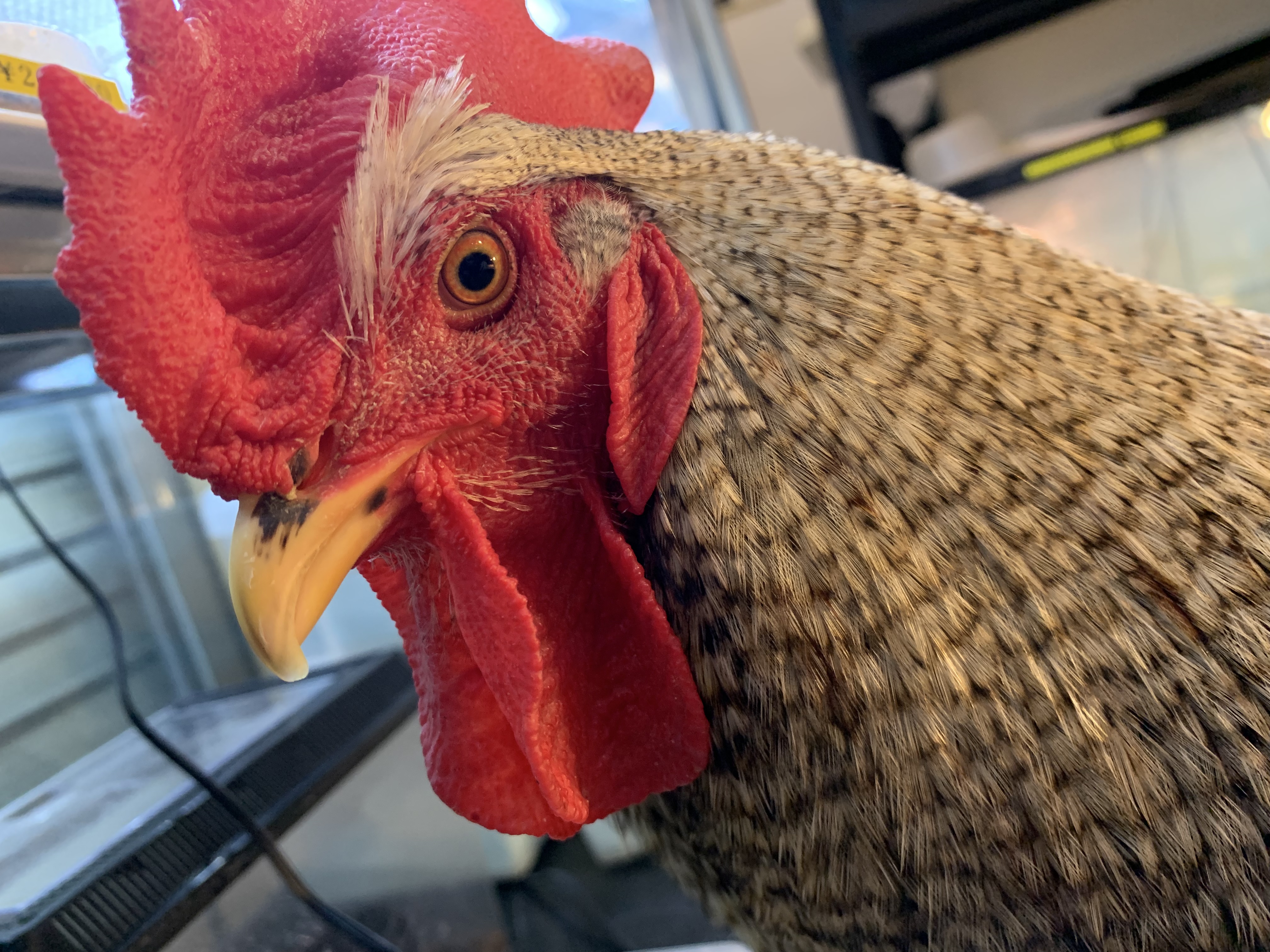 🐓