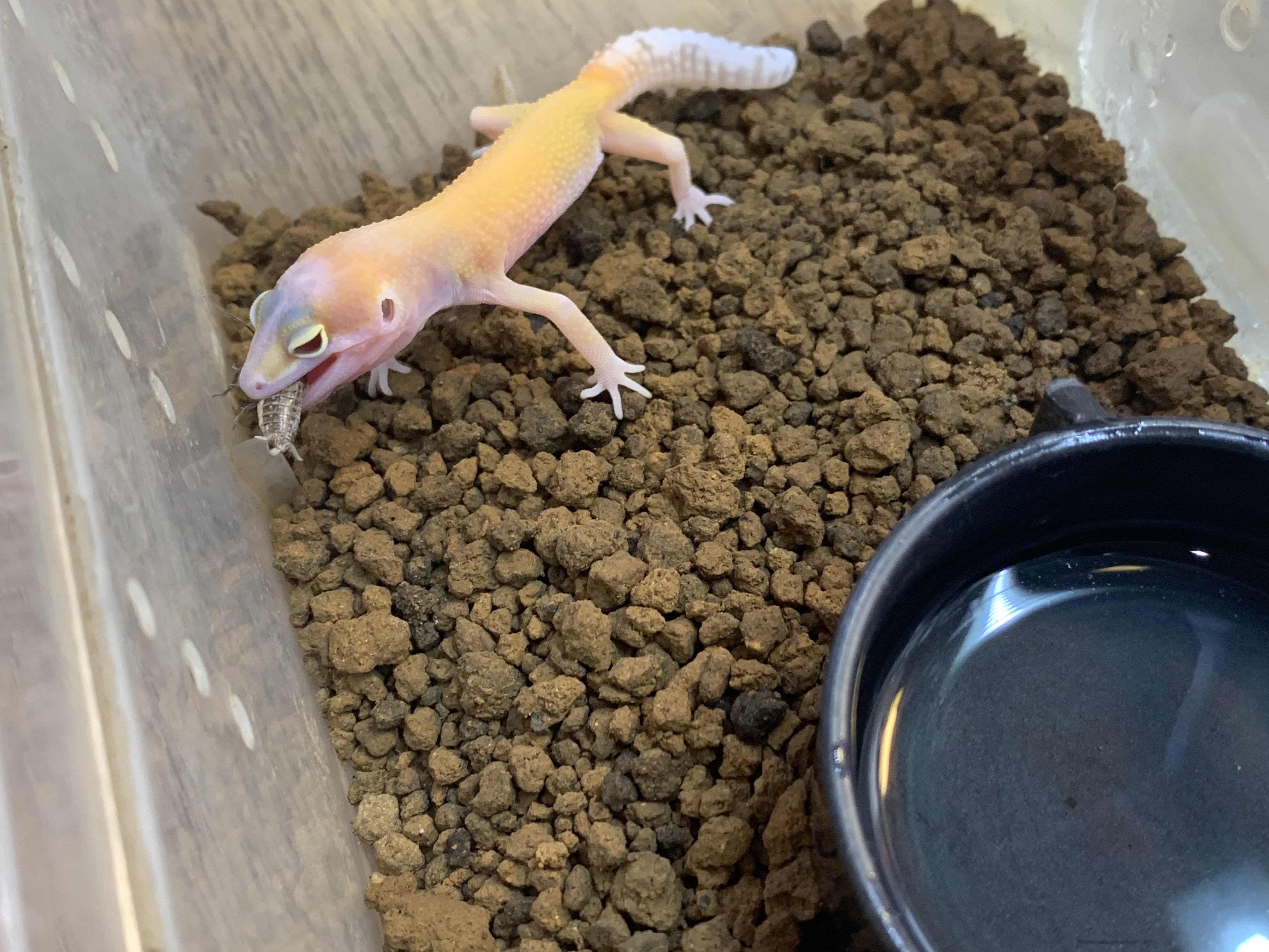 ヒョウモントカゲモドキ