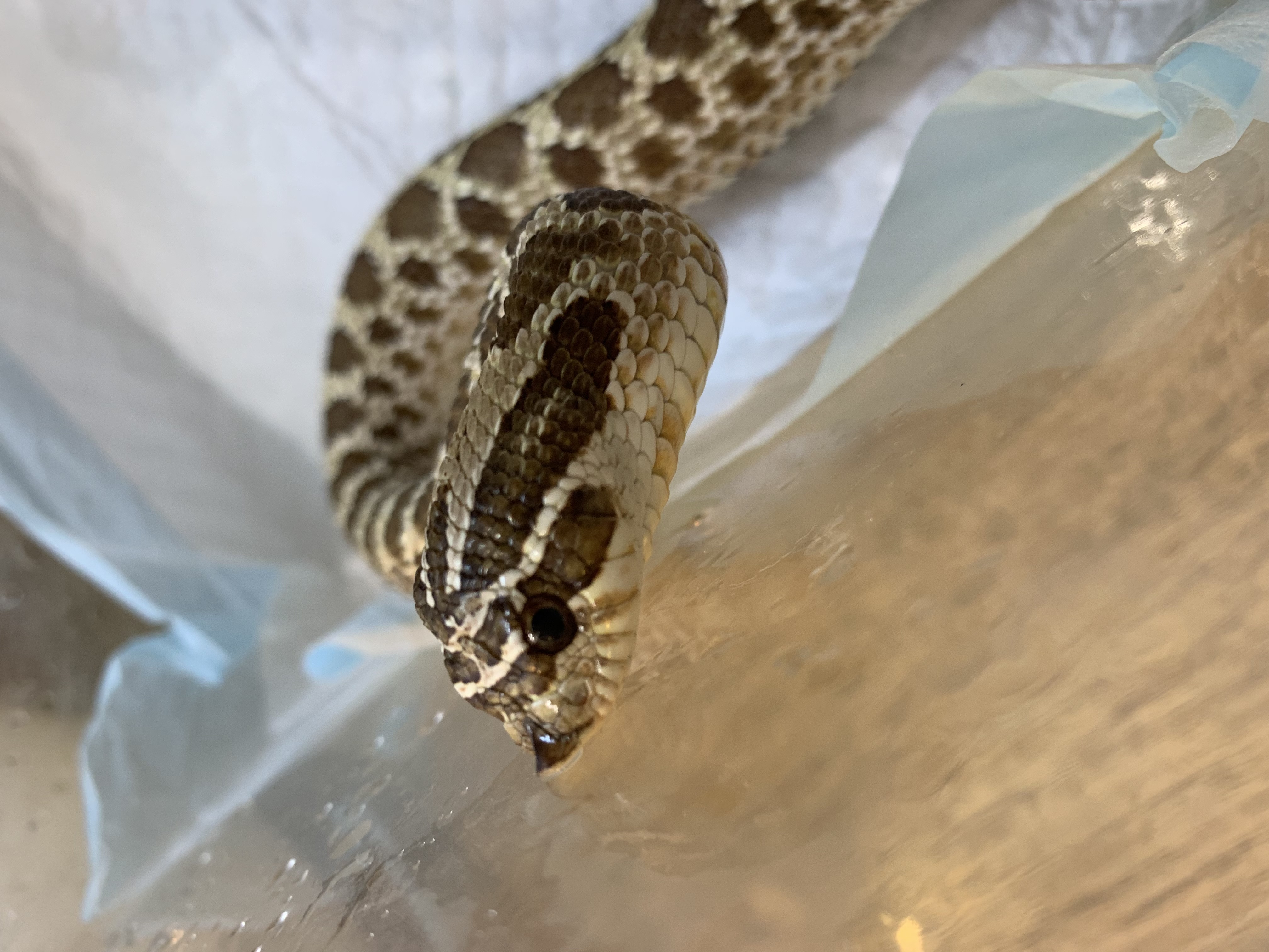 セイブシシバナヘビ