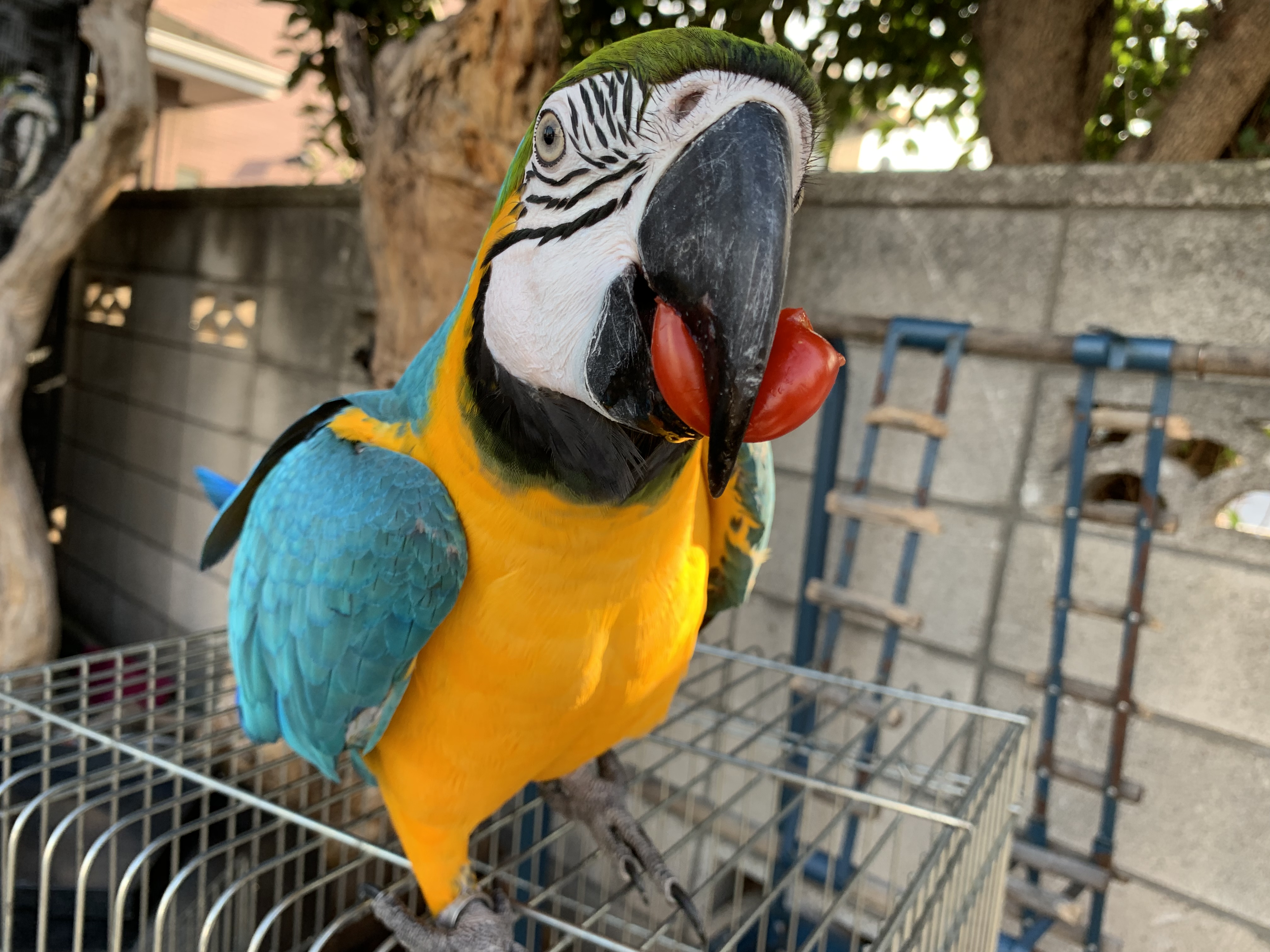 ルリコンゴウインコ