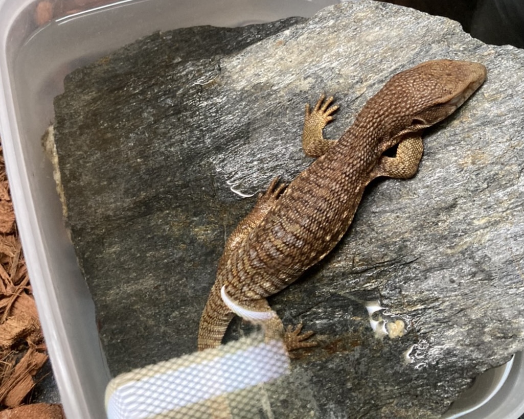 サバンナモニター