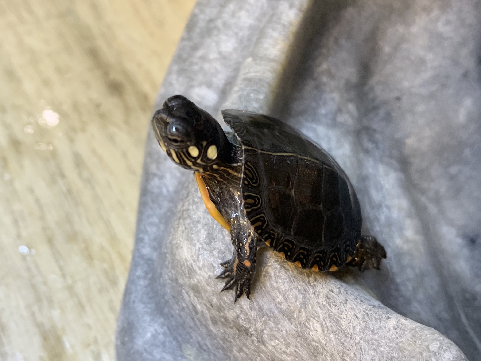 トウブニシキガメ