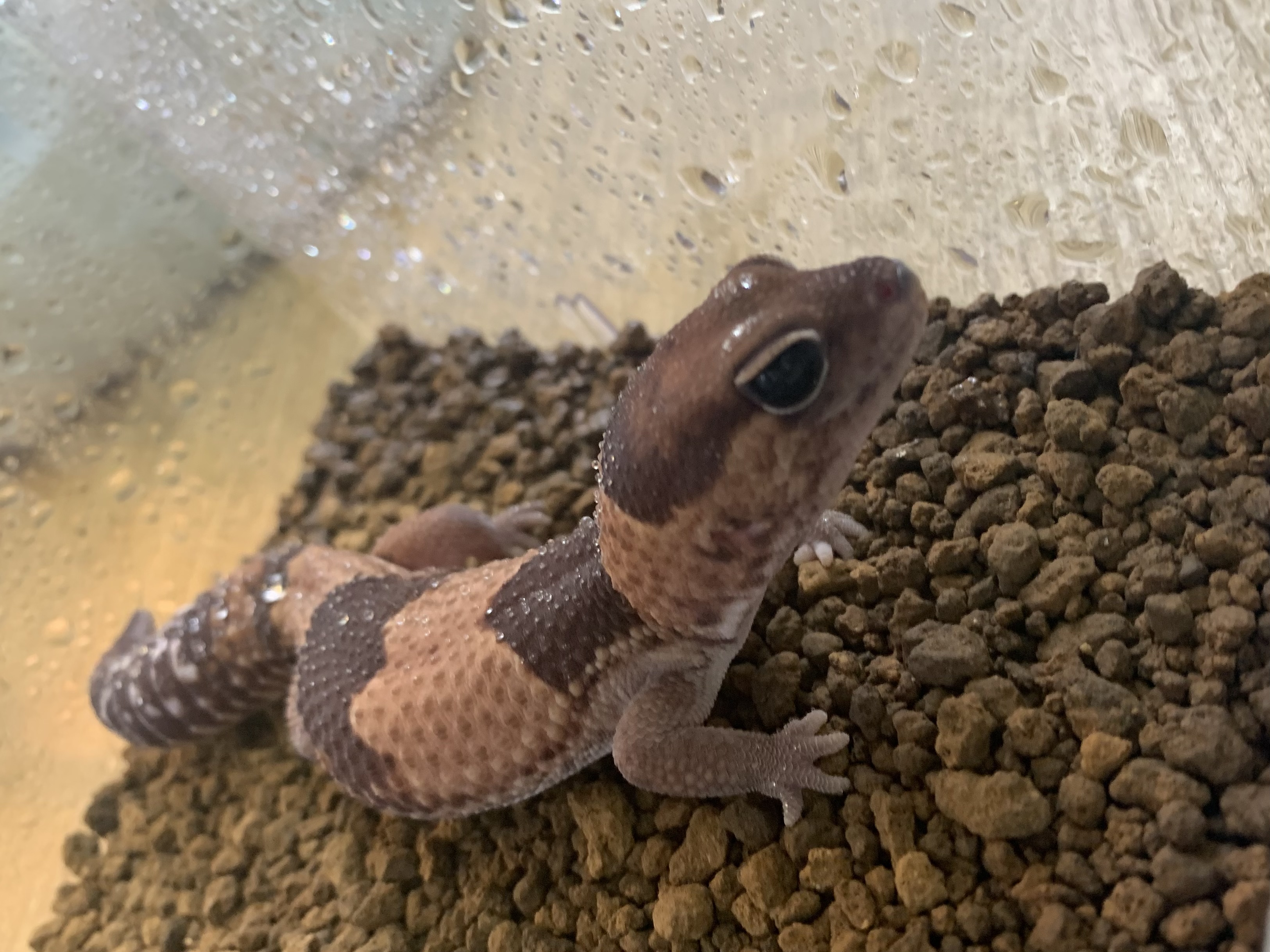 ニシアフリカトカゲモドキ
