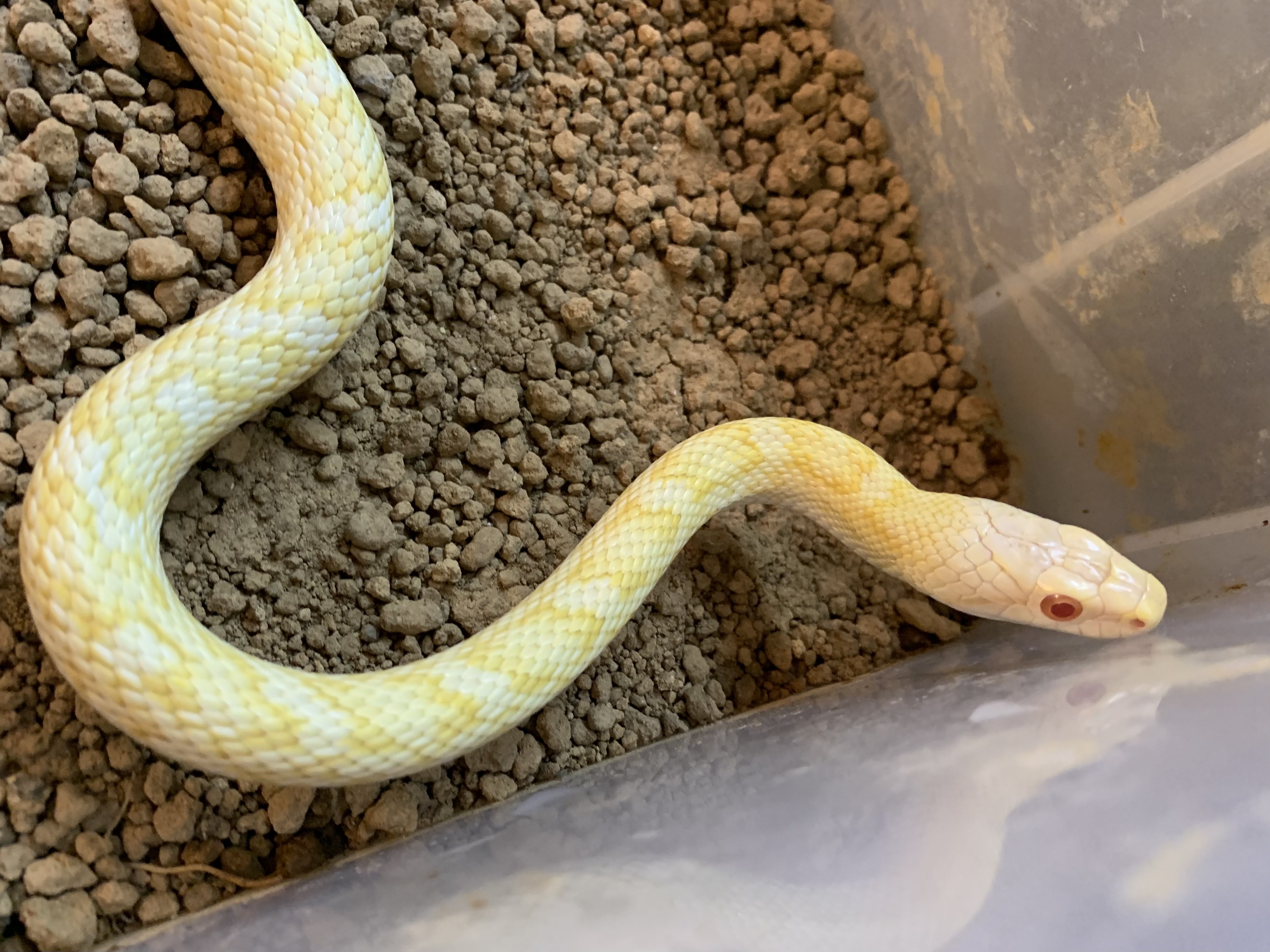アルビノアオダイショウ