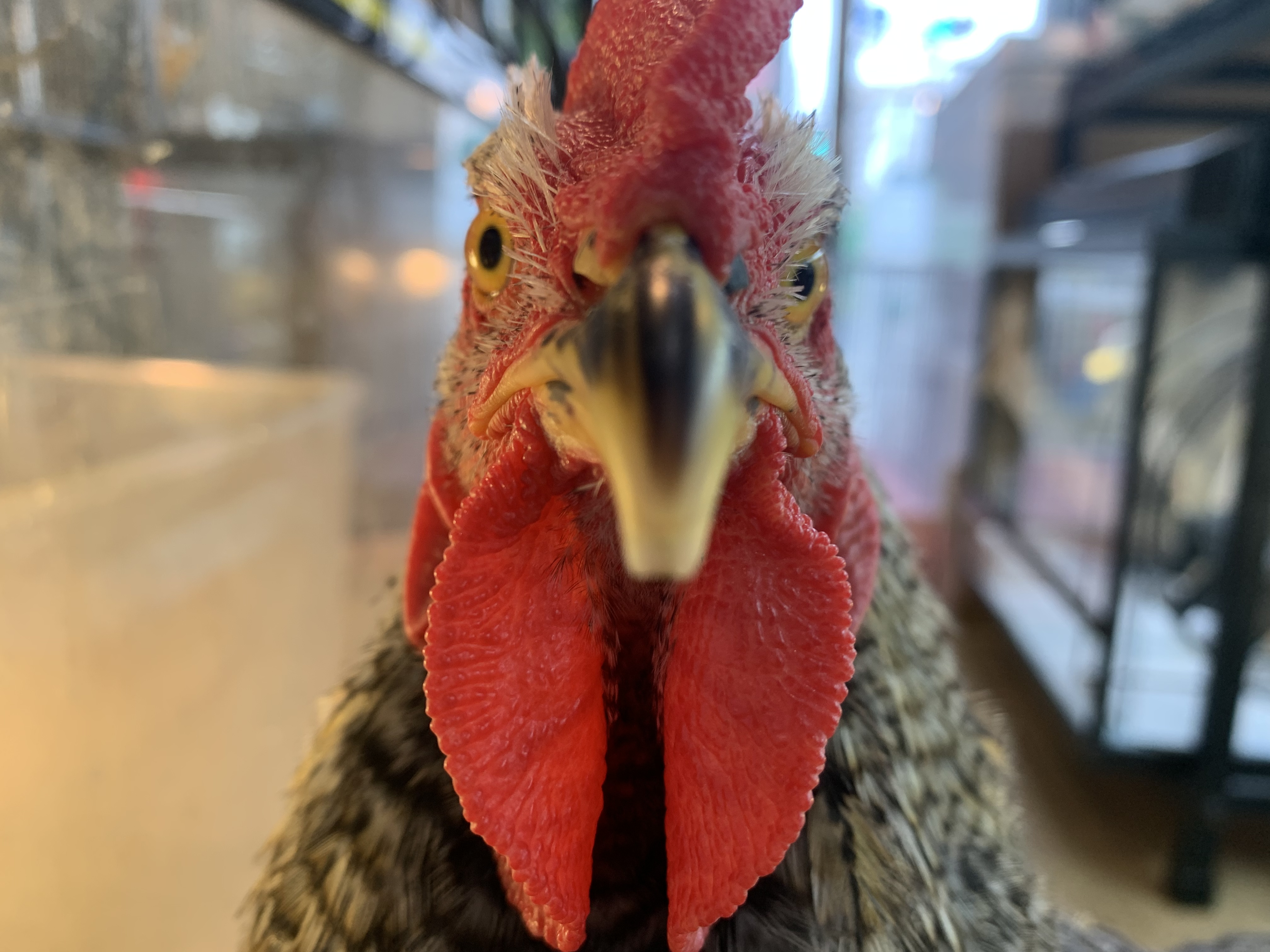 ニワトリ