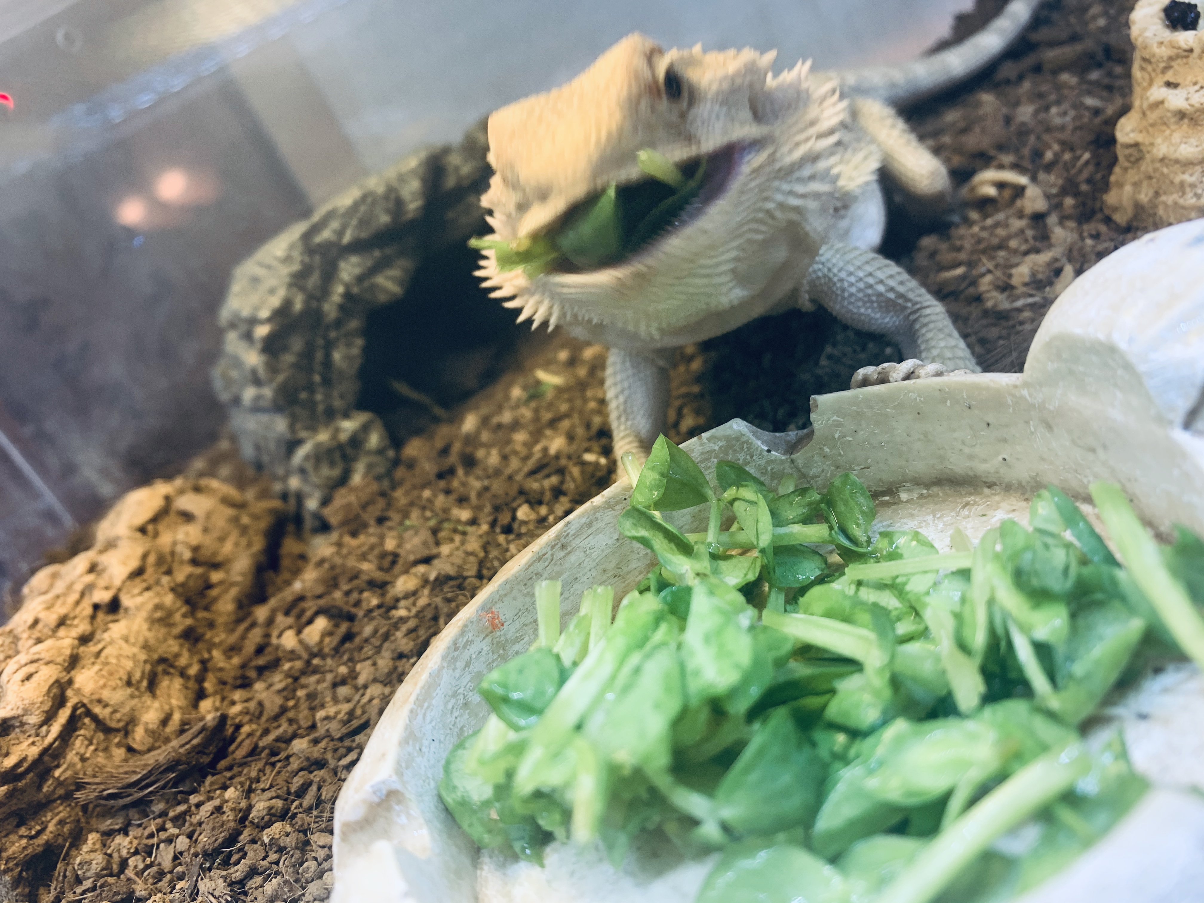 フトアゴヒゲトカゲ