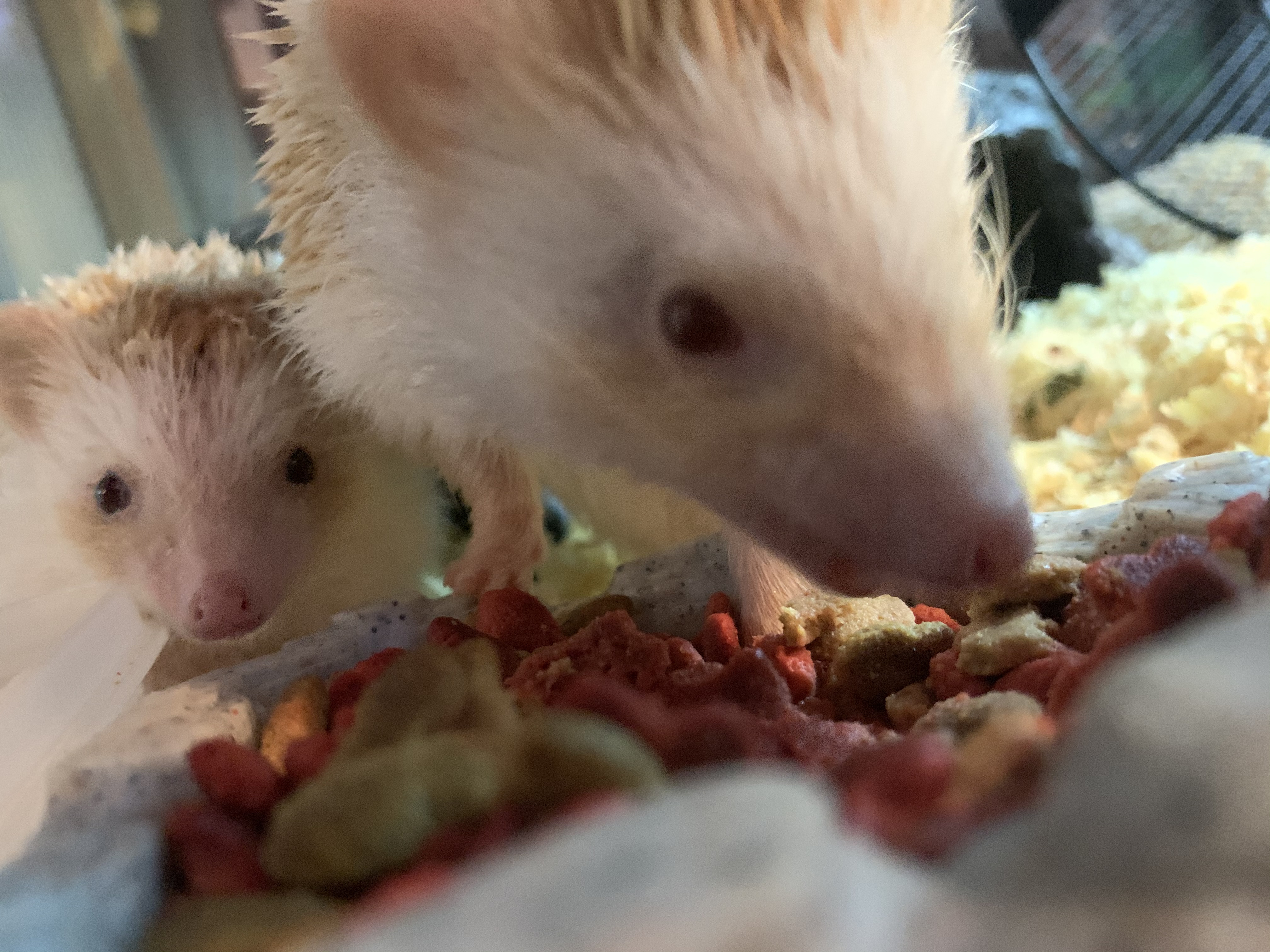 ヨツユビハリネズミ