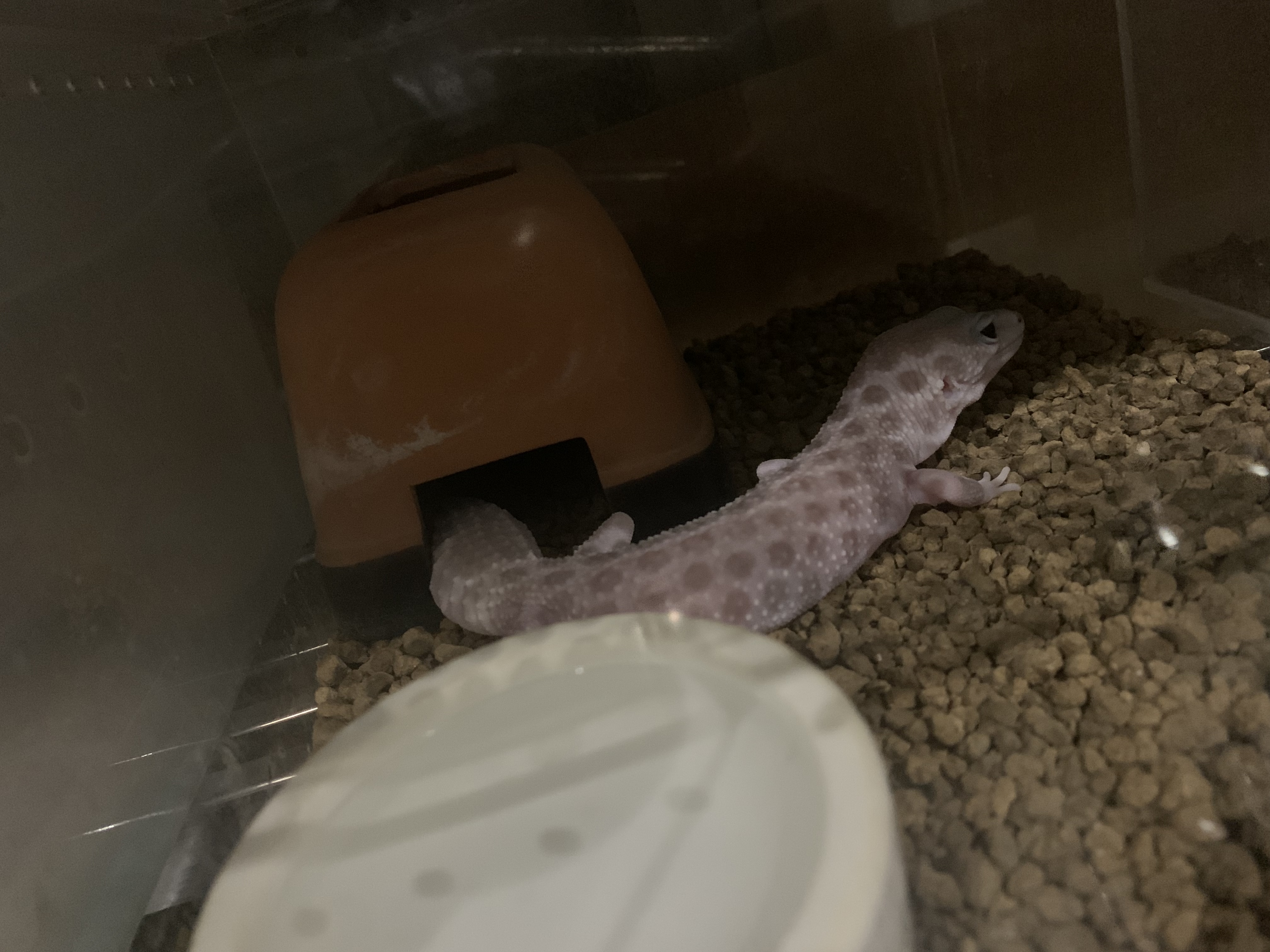 レオパ