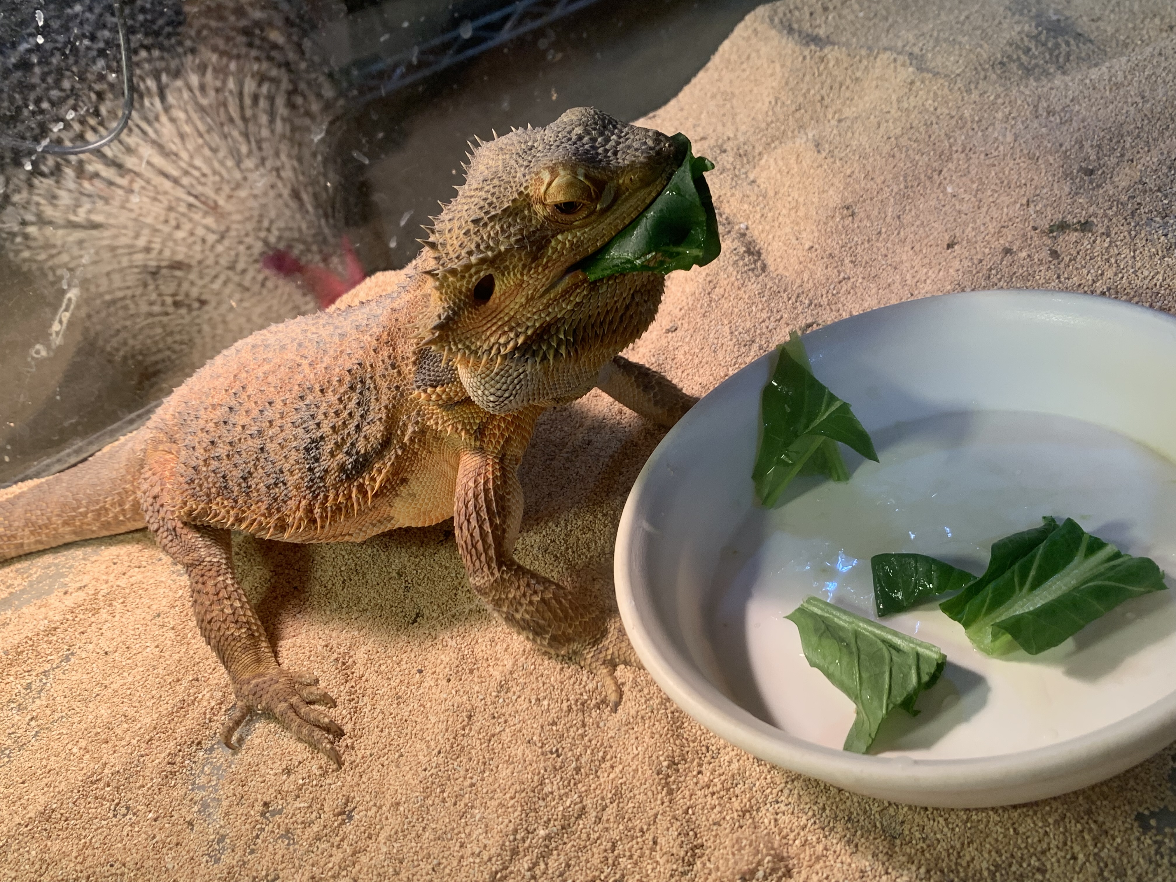 フトアゴ