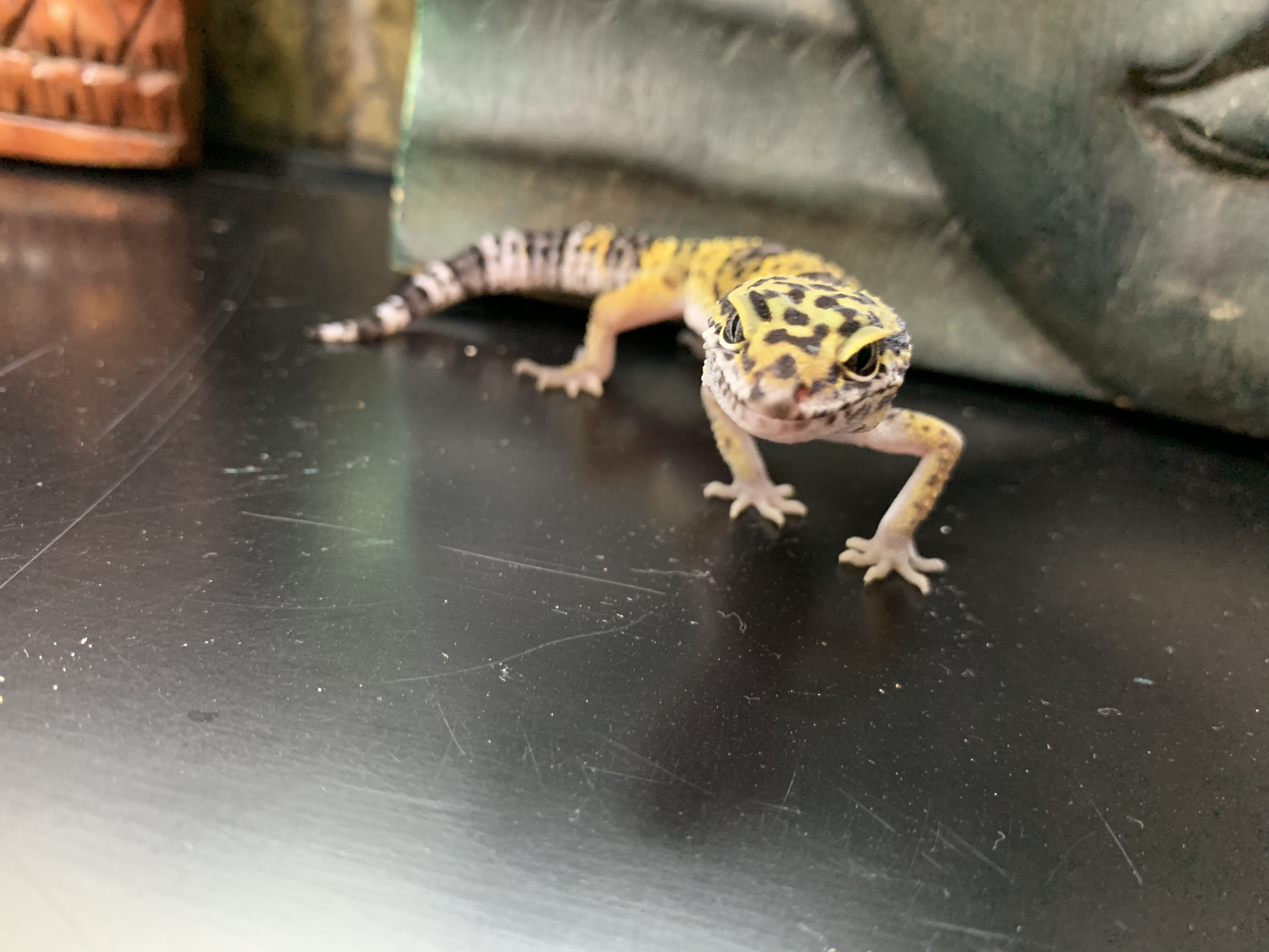 ヒョウモントカゲモドキ