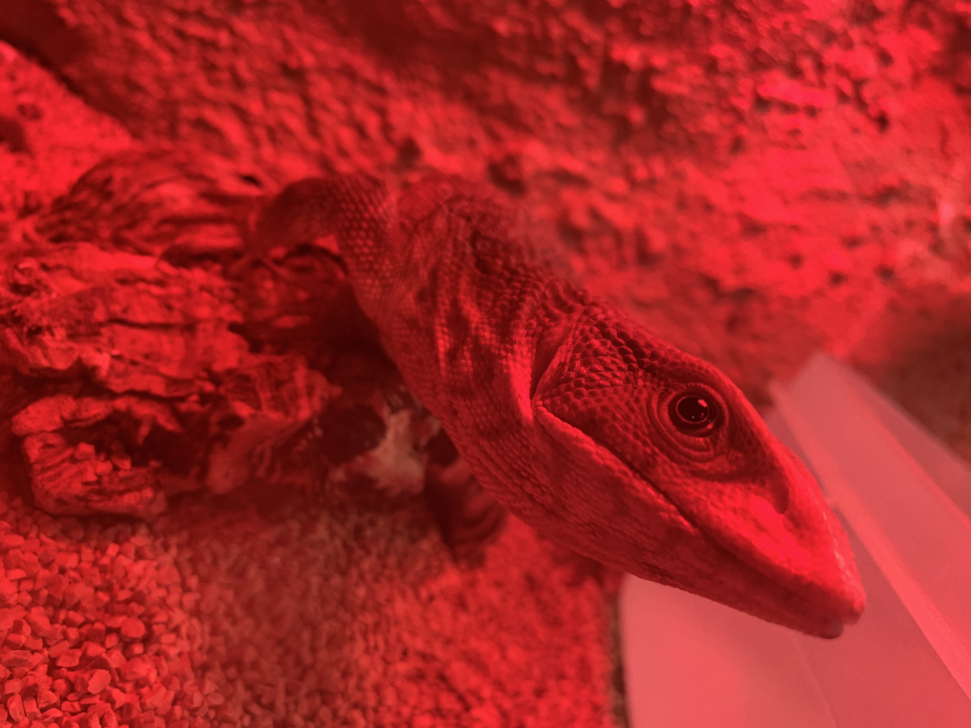 サバンナモニター