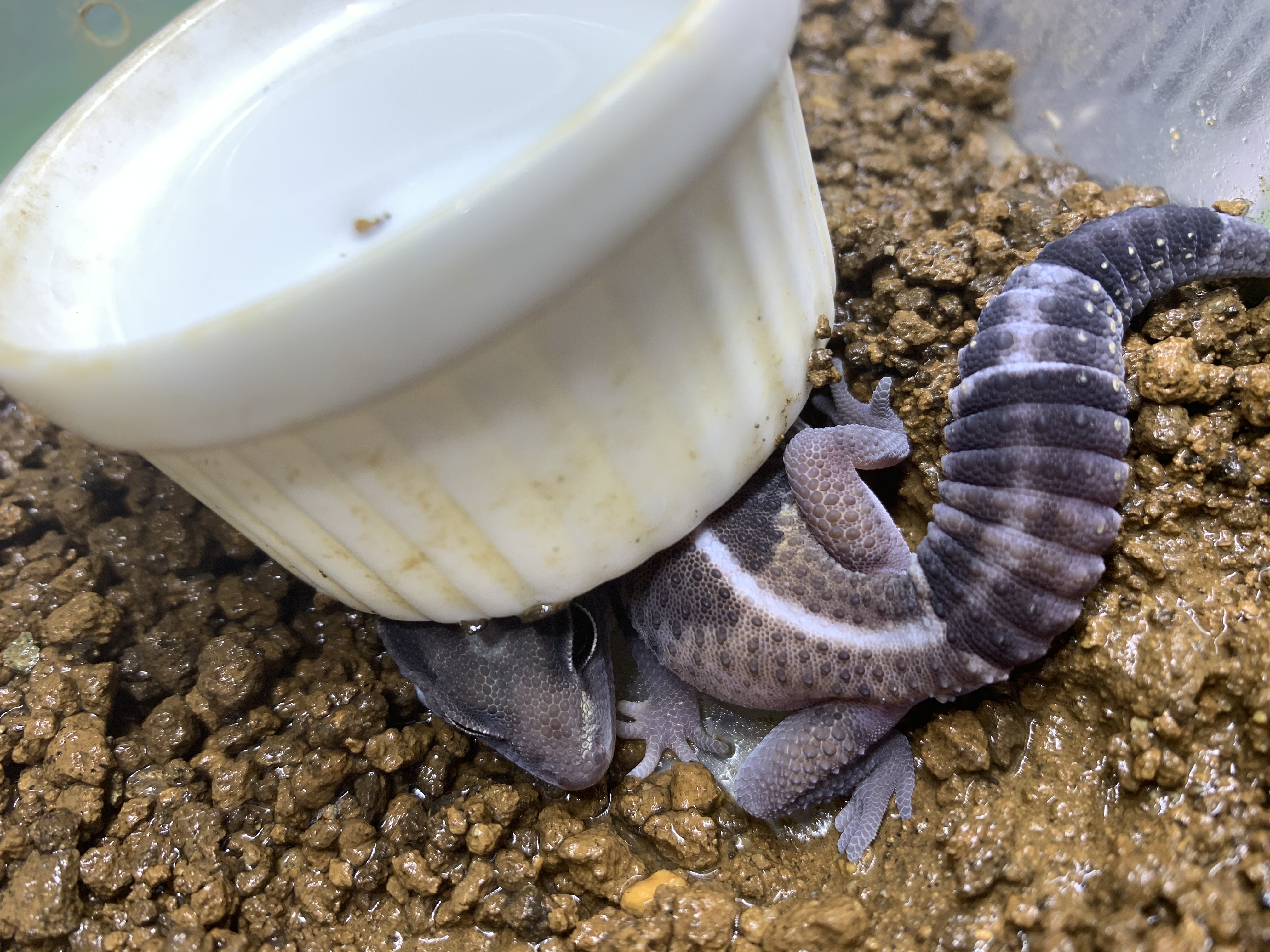 ニシアフリカトカゲモドキ