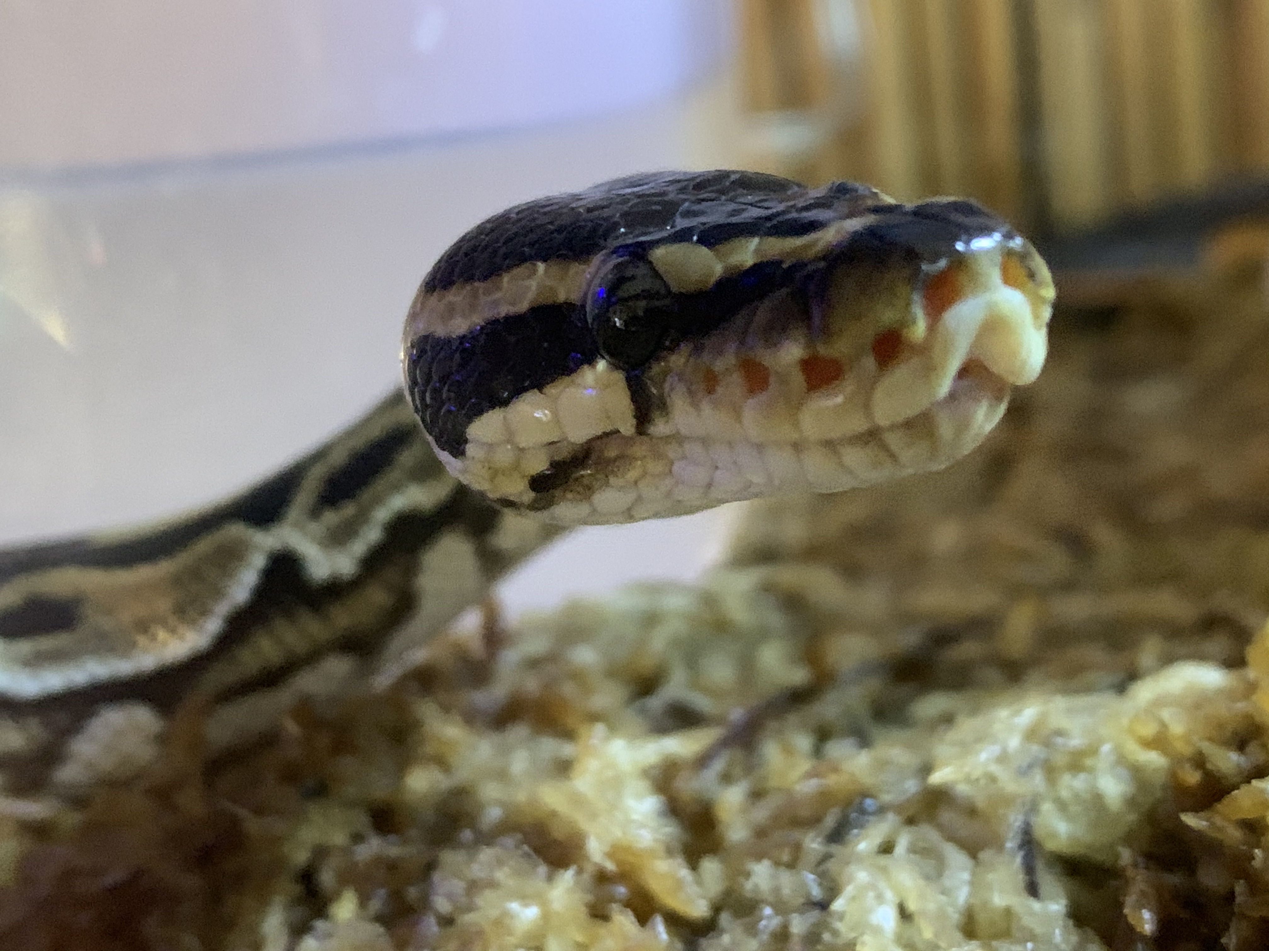 ボールパイソン