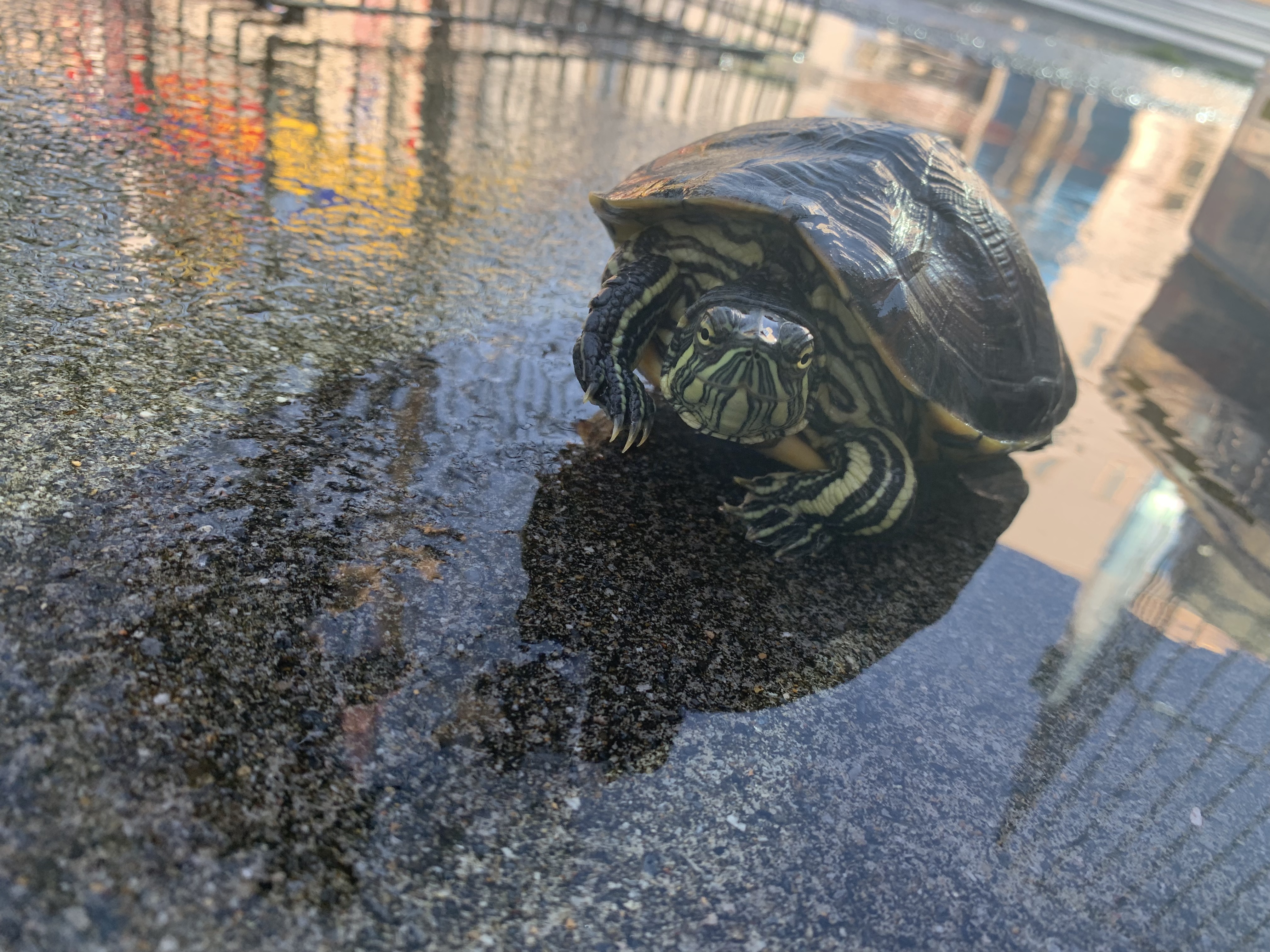 タバスコクジャクガメ