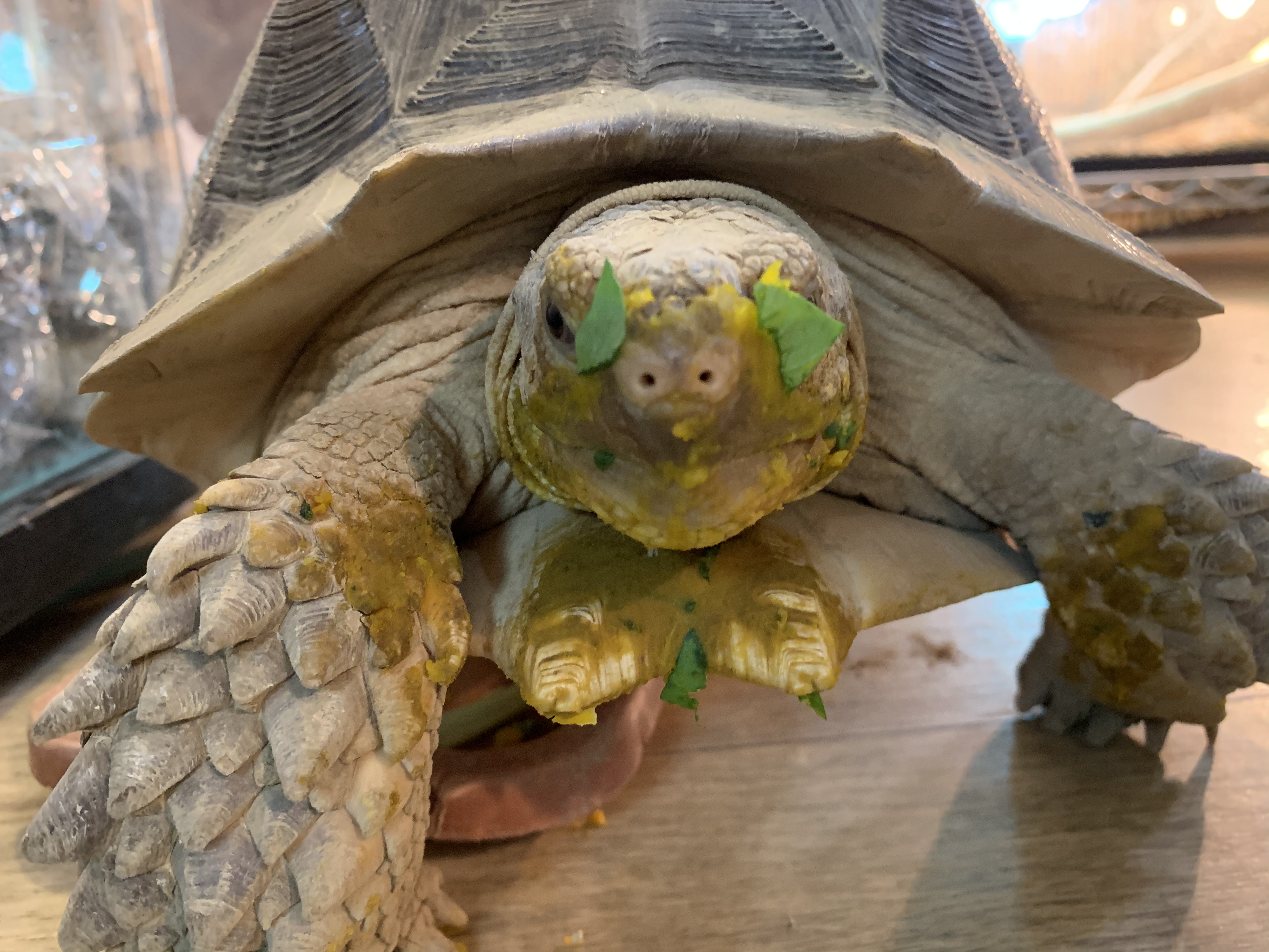ケヅメリクガメ