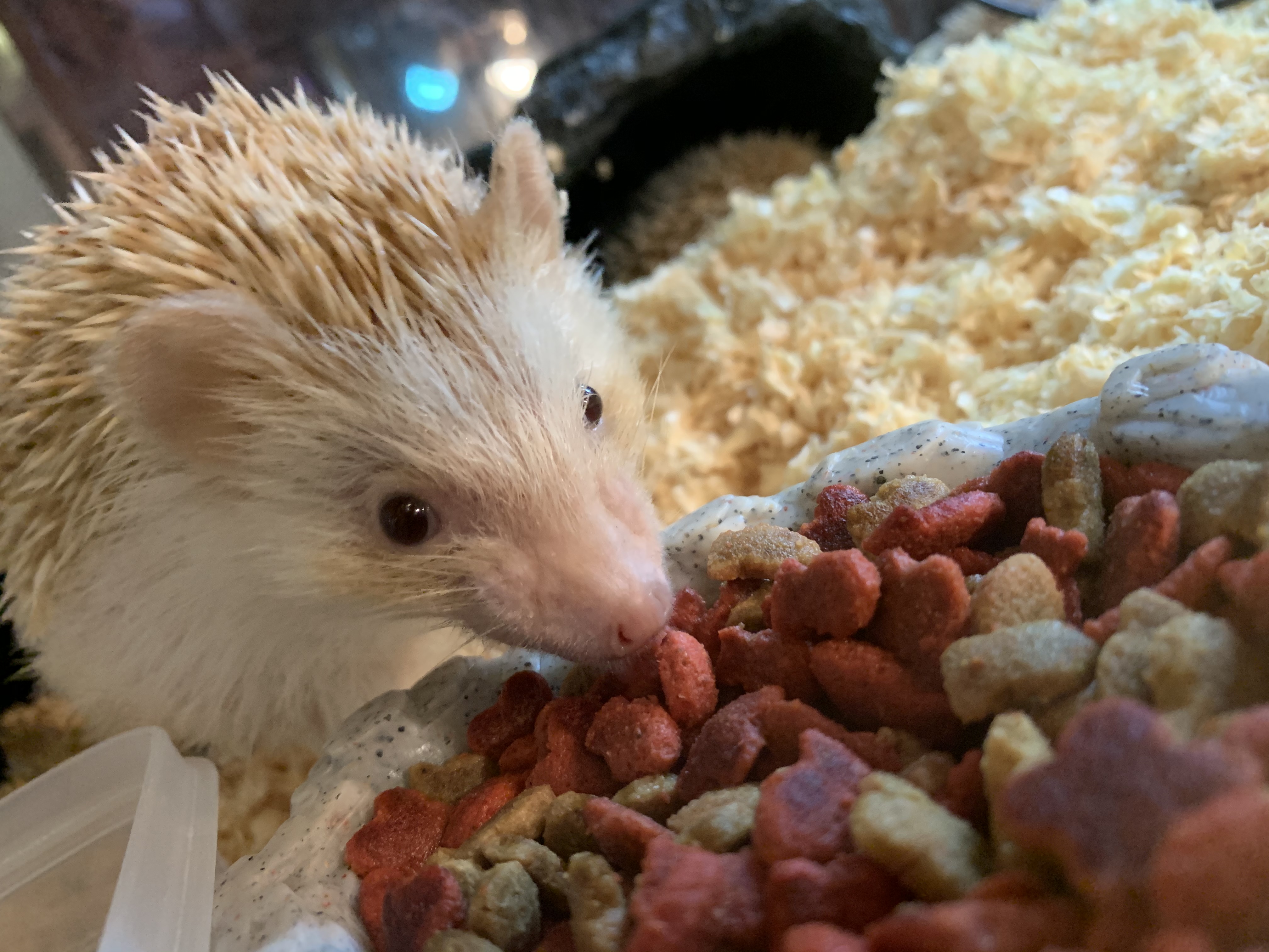 ヨツユビハリネズミ