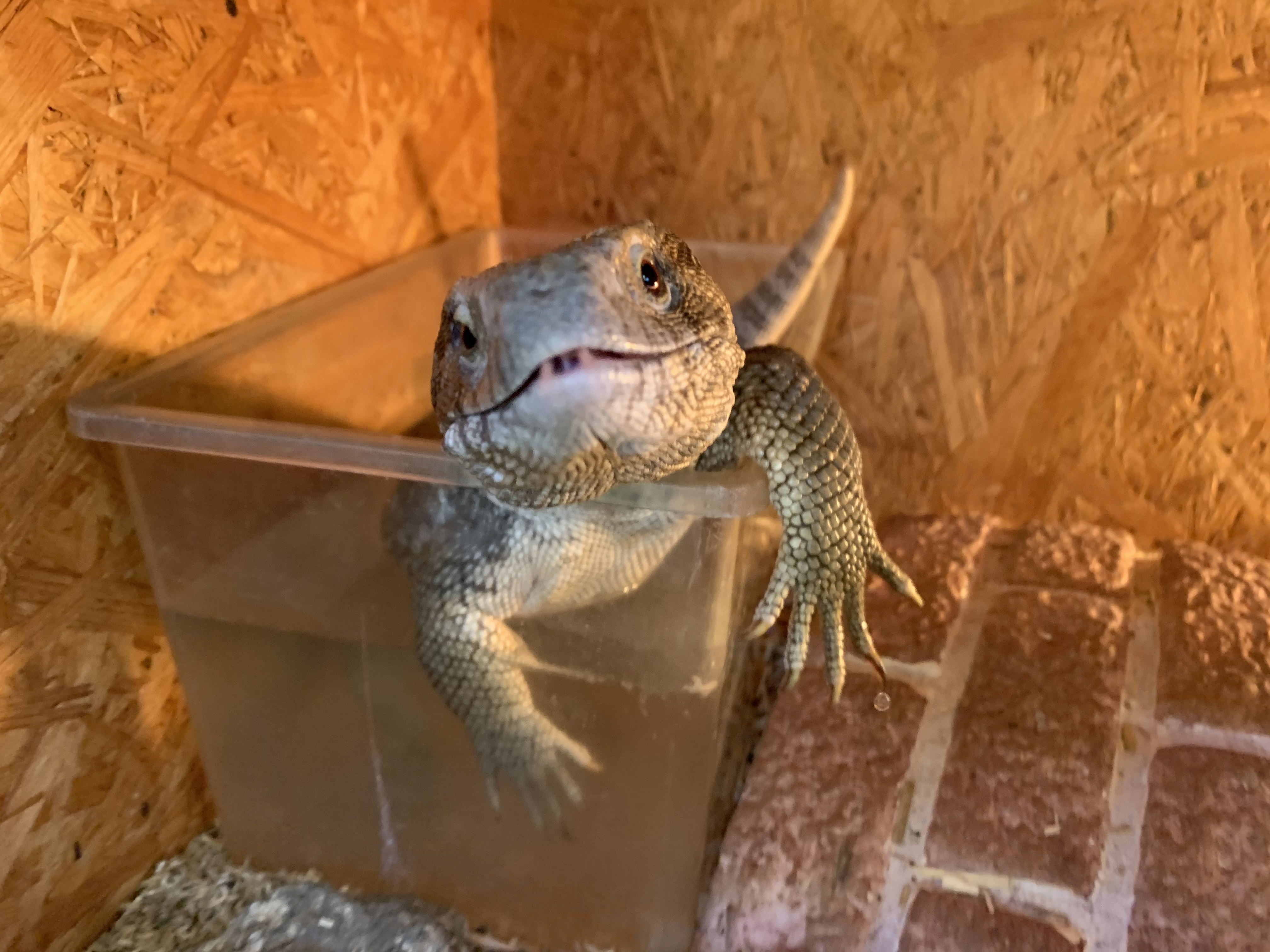 サバンナモニター