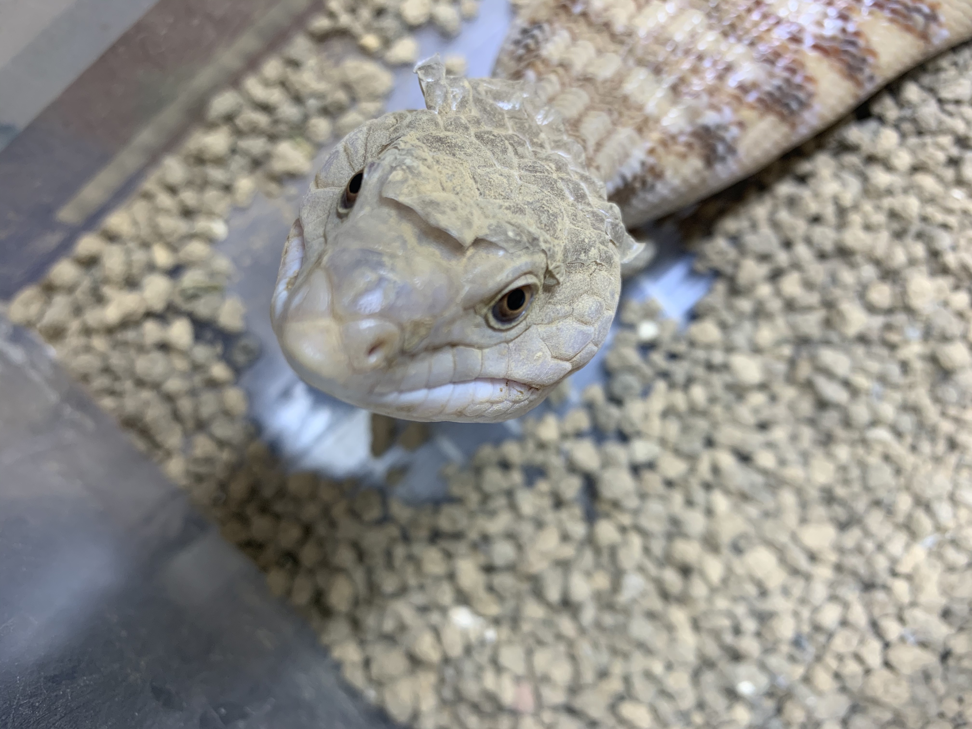 キタアオジタトカゲ